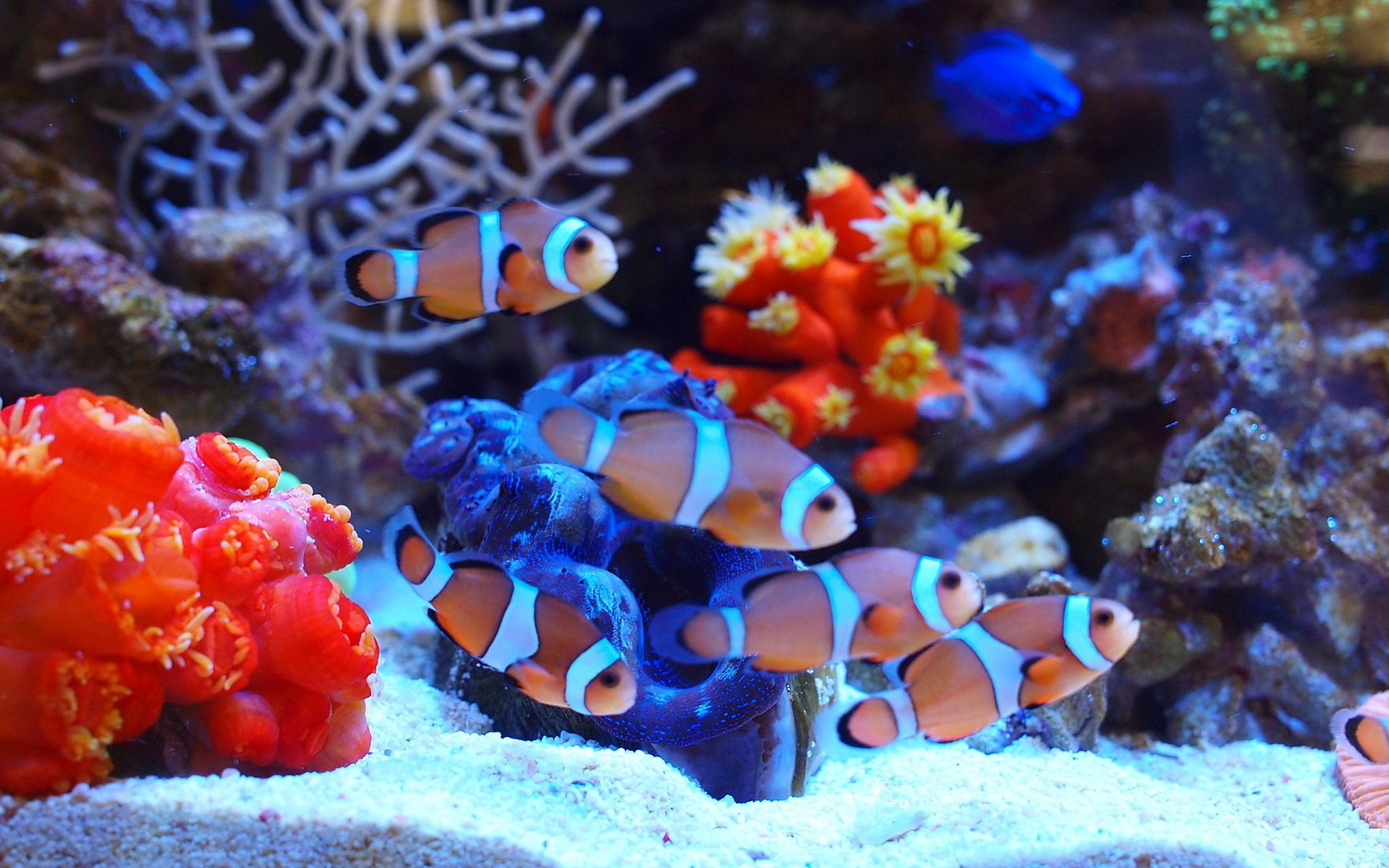 动物 海底世界 海洋生物