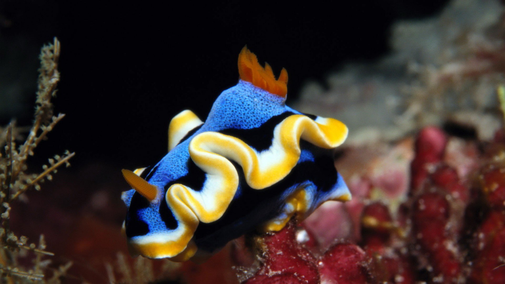 动物 海底世界 海洋生物