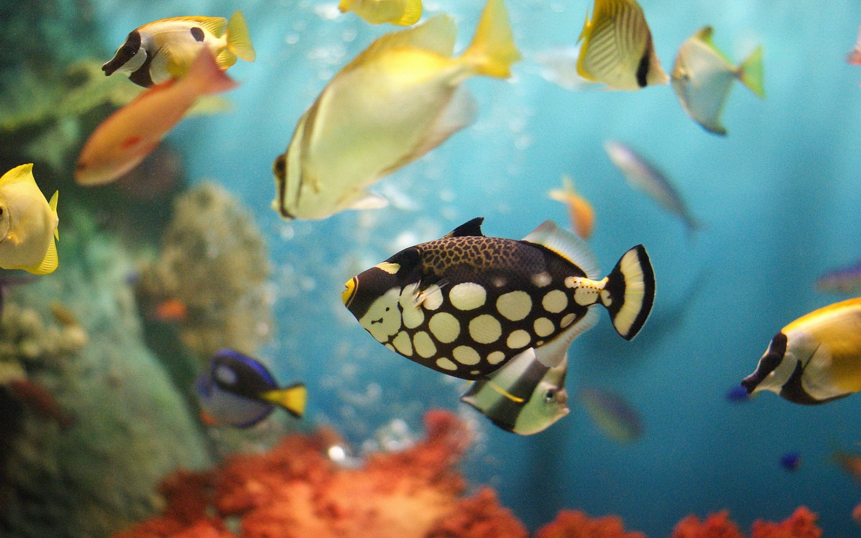 动物 海底世界 海洋生物