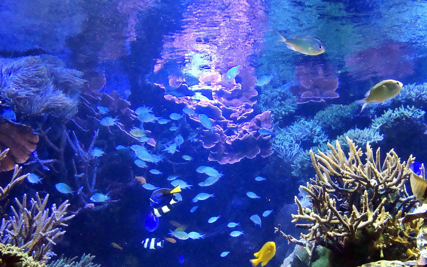 动物 海底世界 海洋生物