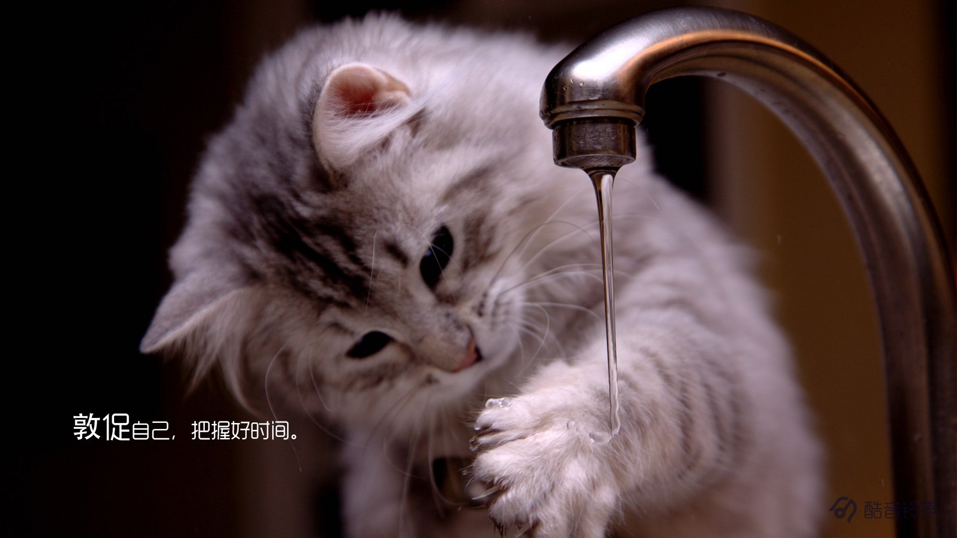 喵星人 萌宠 宠物 猫