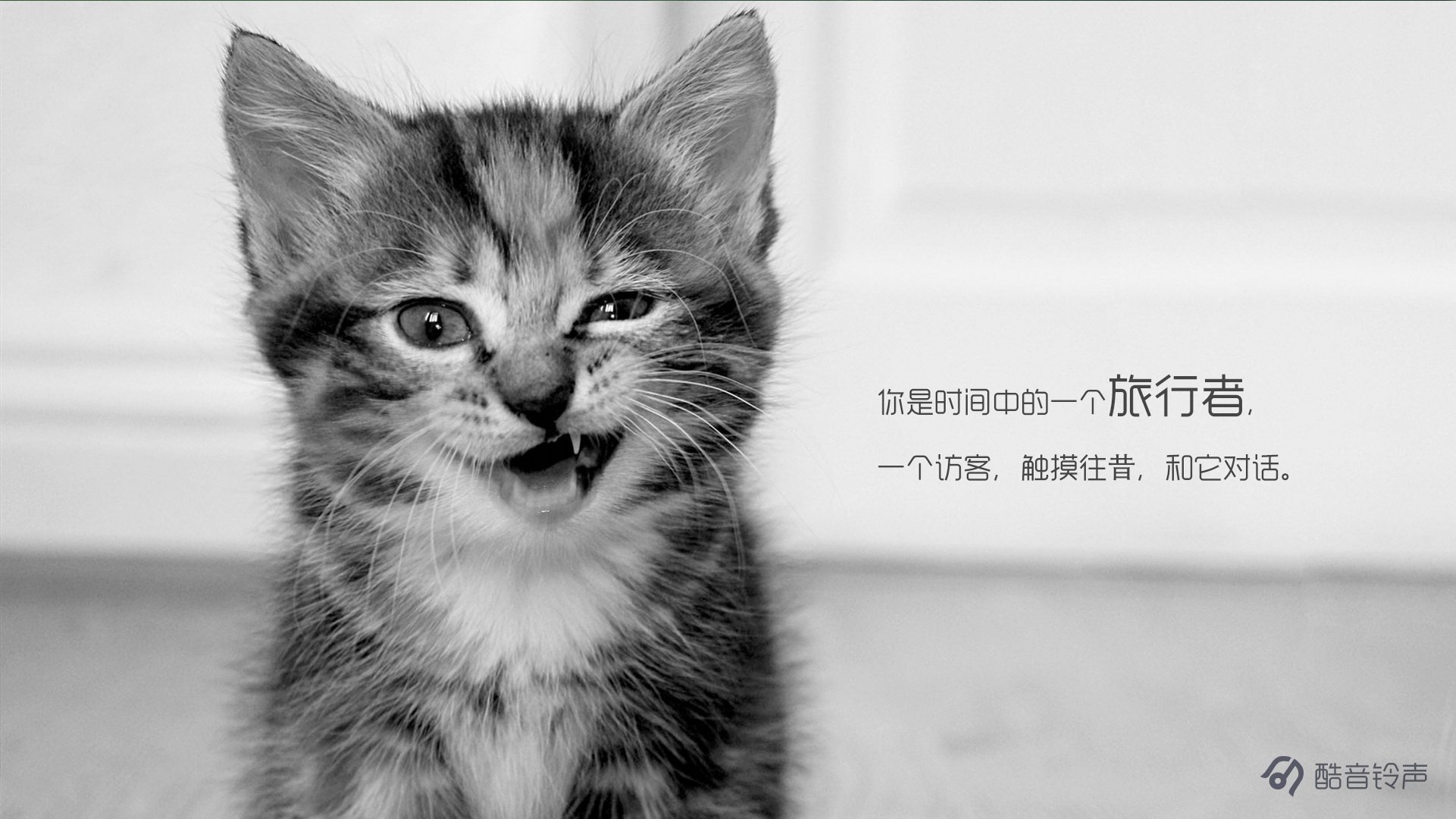 喵星人 萌宠 宠物 猫