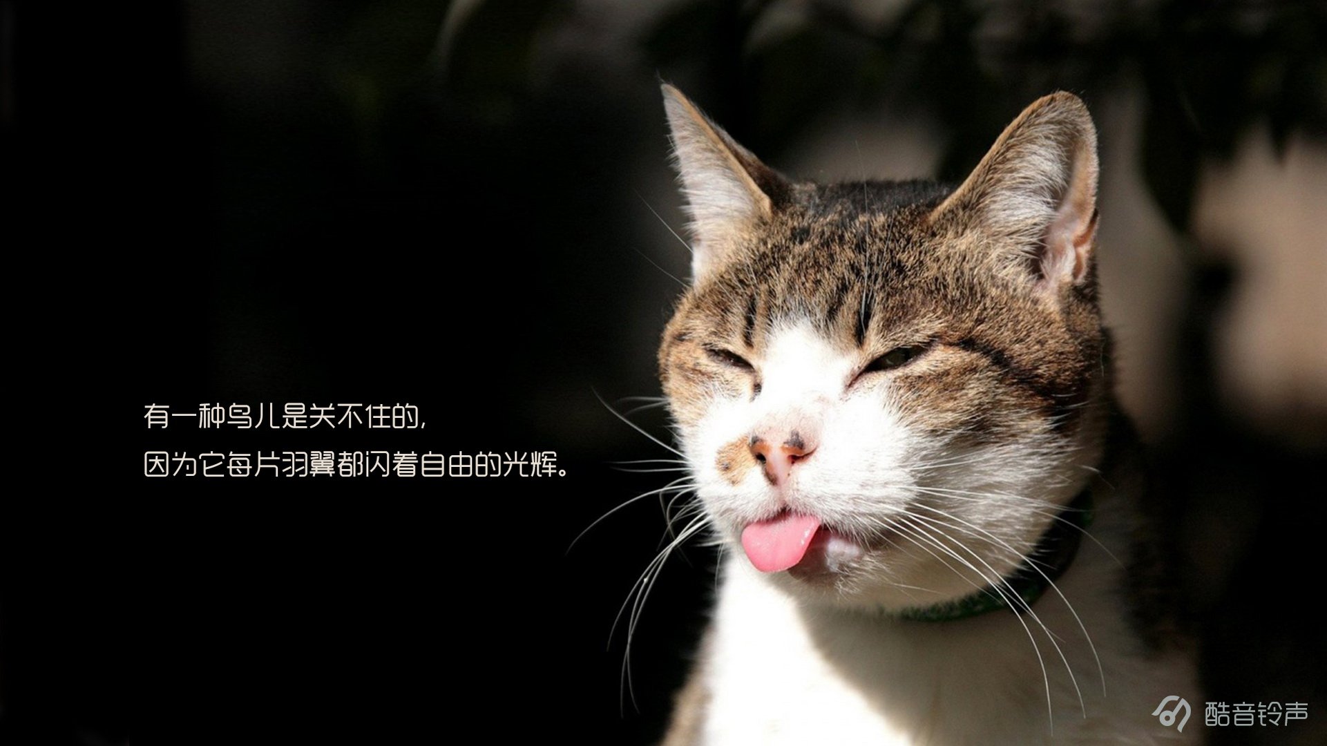 喵星人 萌宠 宠物 猫