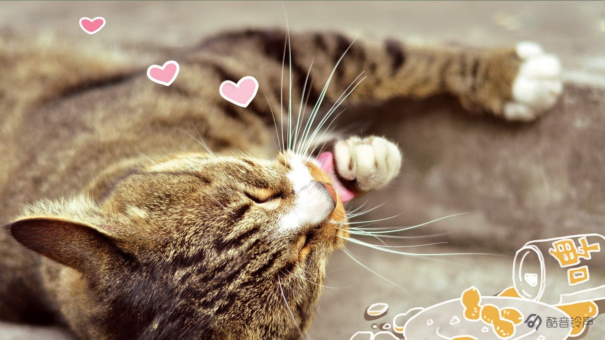 喵星人 萌宠 宠物 猫