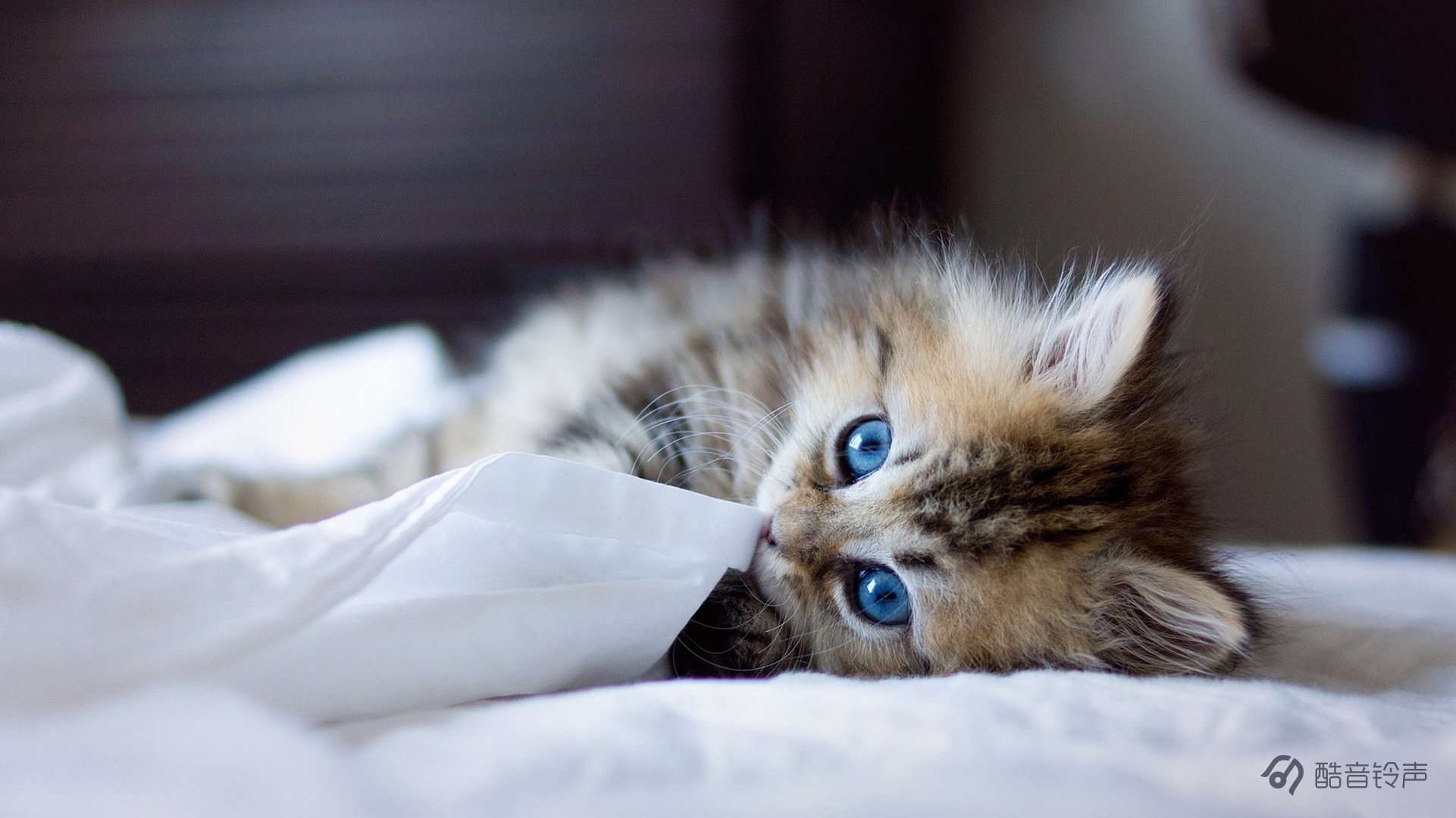 喵星人 萌宠 宠物 猫