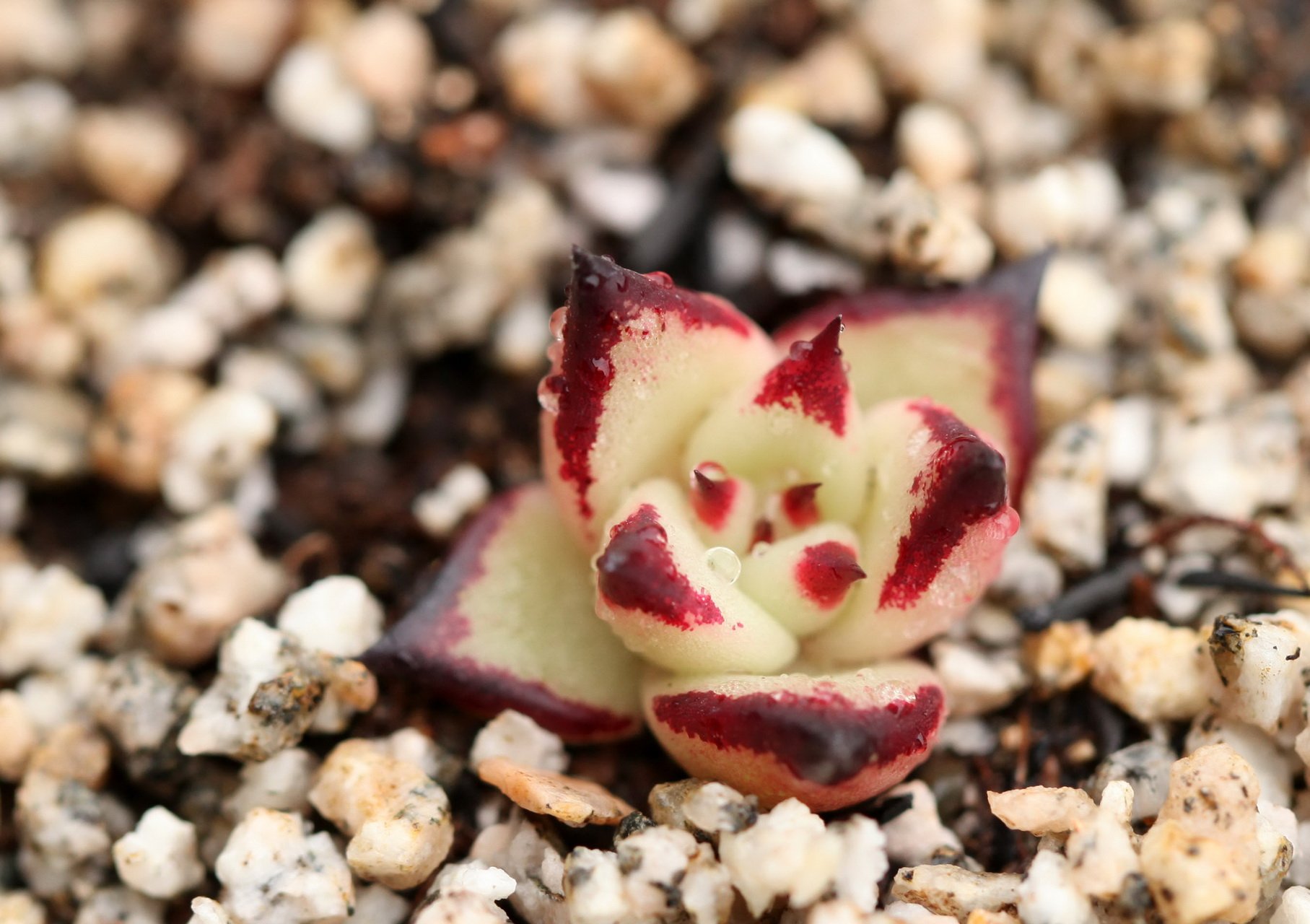 小清新 温暖 干净 安静 唯美 静物 物语 时光 多肉 植物 可爱