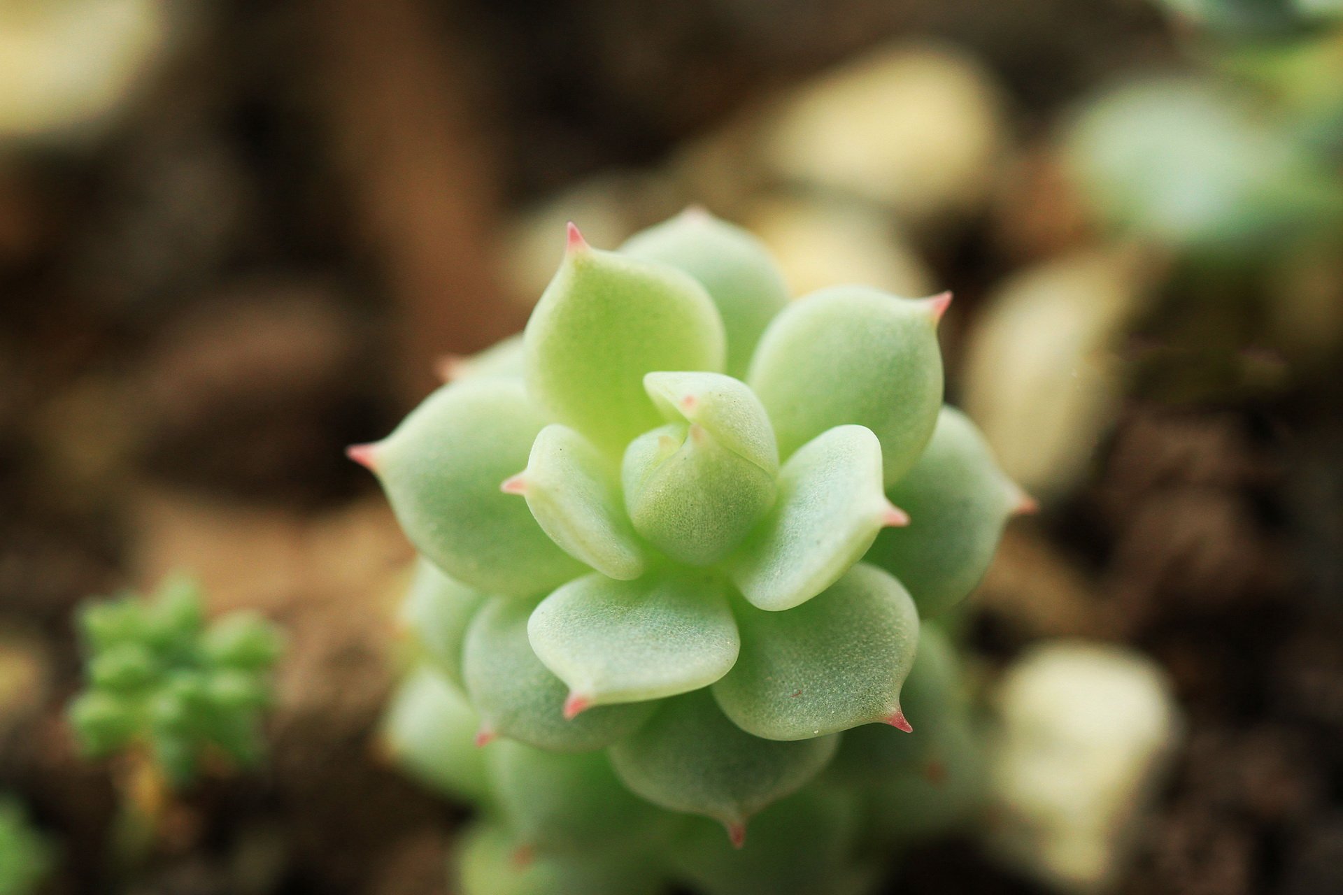 小清新 温暖 干净 安静 唯美 静物 物语 时光 多肉 植物 可爱