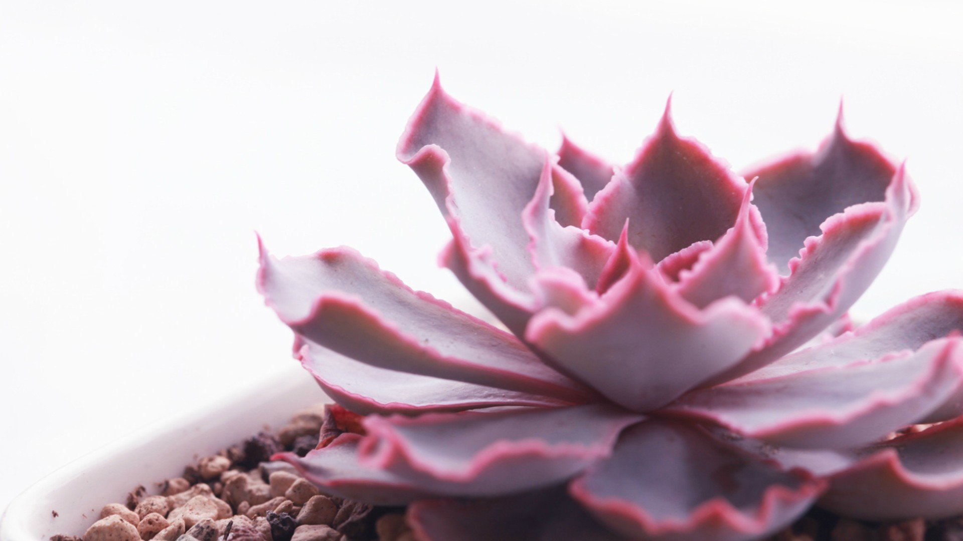 小清新 温暖 干净 安静 唯美 静物 物语 时光 多肉 植物 可爱