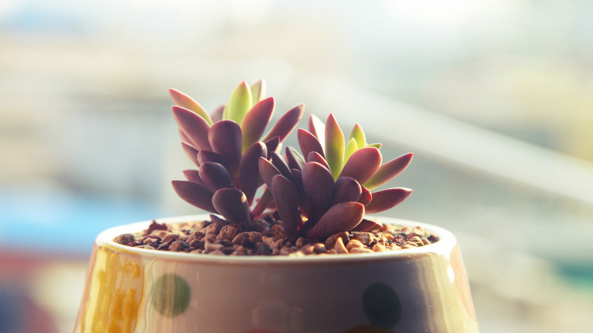 小清新 温暖 干净 安静 唯美 静物 物语 时光 多肉 植物 可爱