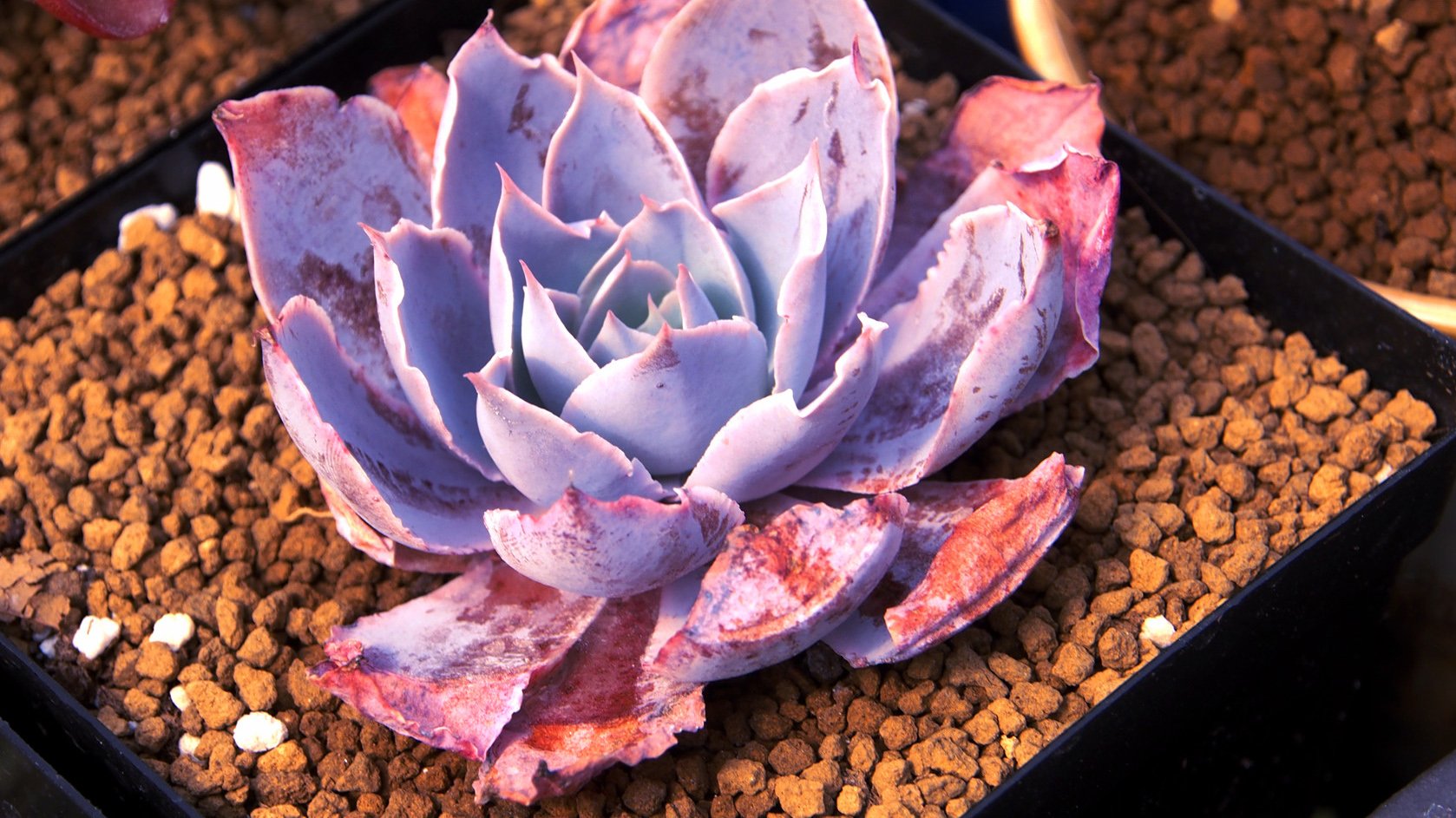 小清新 温暖 干净 安静 唯美 静物 物语 时光 多肉 植物 可爱