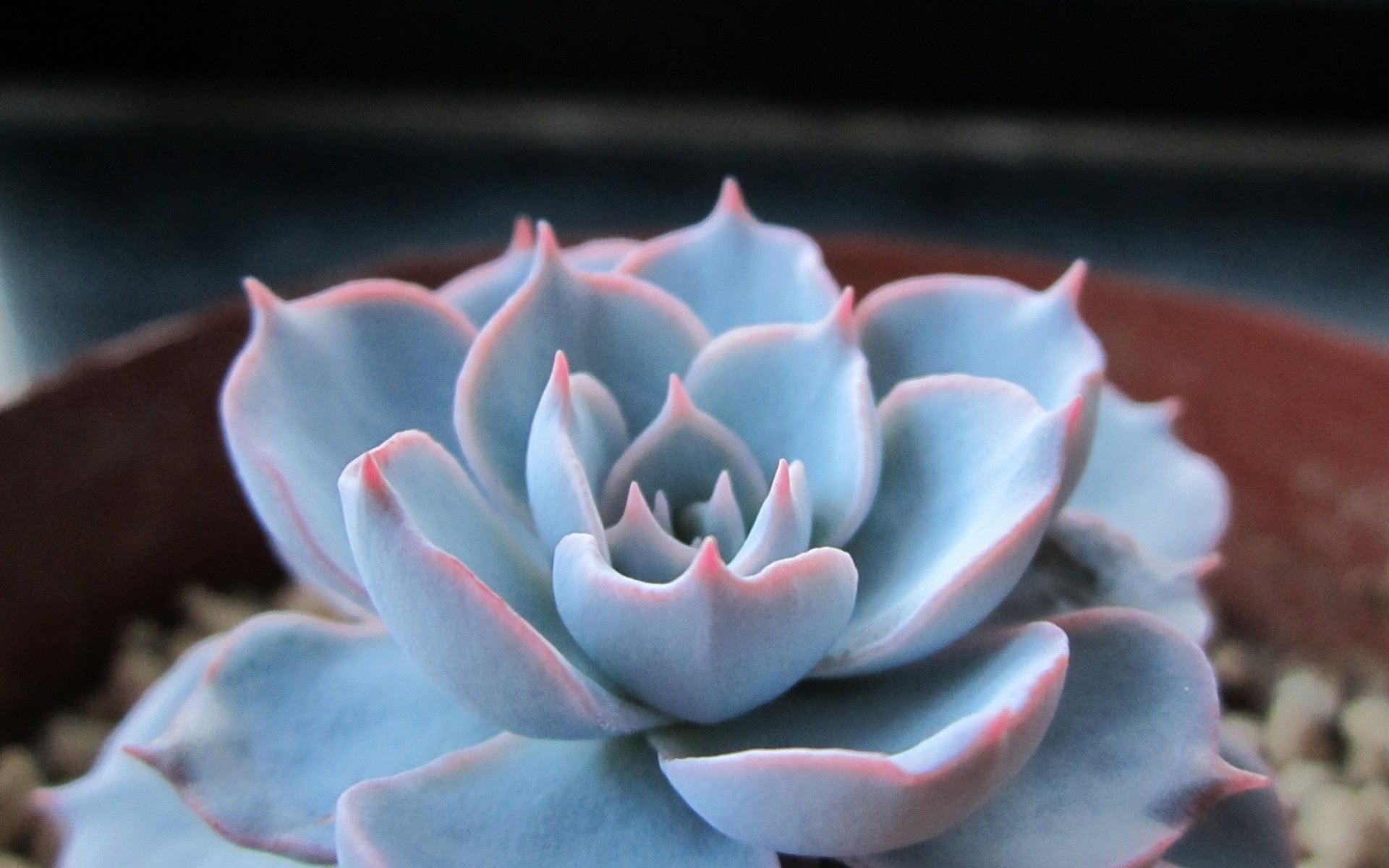 小清新 温暖 干净 安静 唯美 静物 物语 时光 多肉 植物 可爱