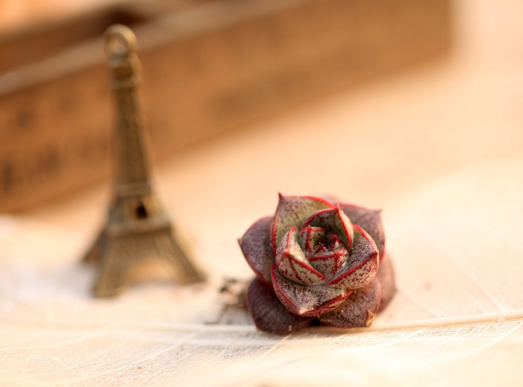 小清新 温暖 干净 安静 唯美 静物 物语 时光 多肉 植物 可爱