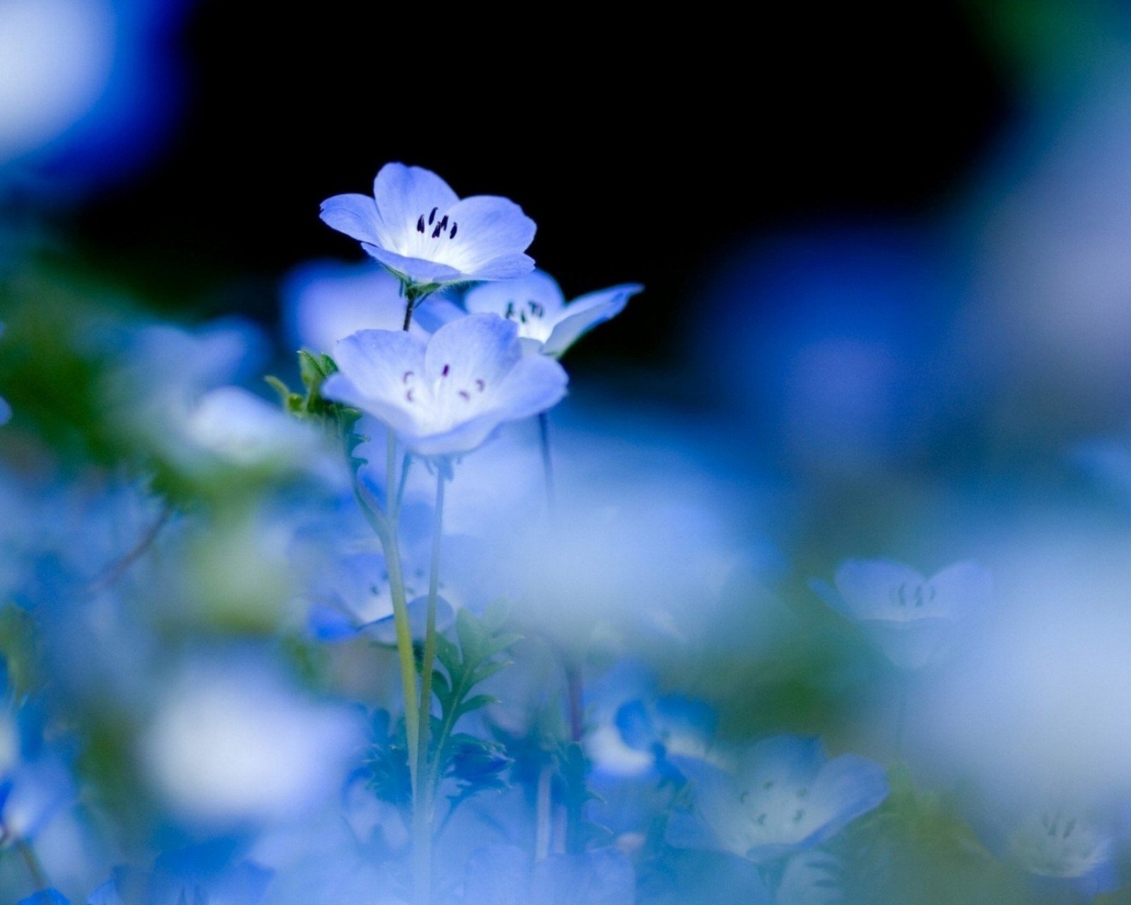 小清新 温暖 干净 安静 唯美 静物 物语 时光 花 清新淡雅 鸟语花香