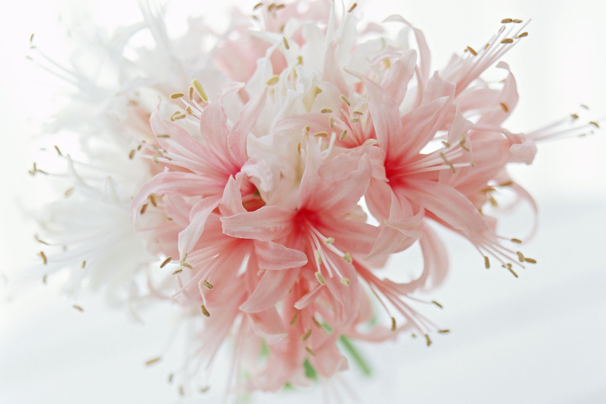 小清新 温暖 干净 安静 唯美 静物 物语 时光 花 清新淡雅 鸟语花香