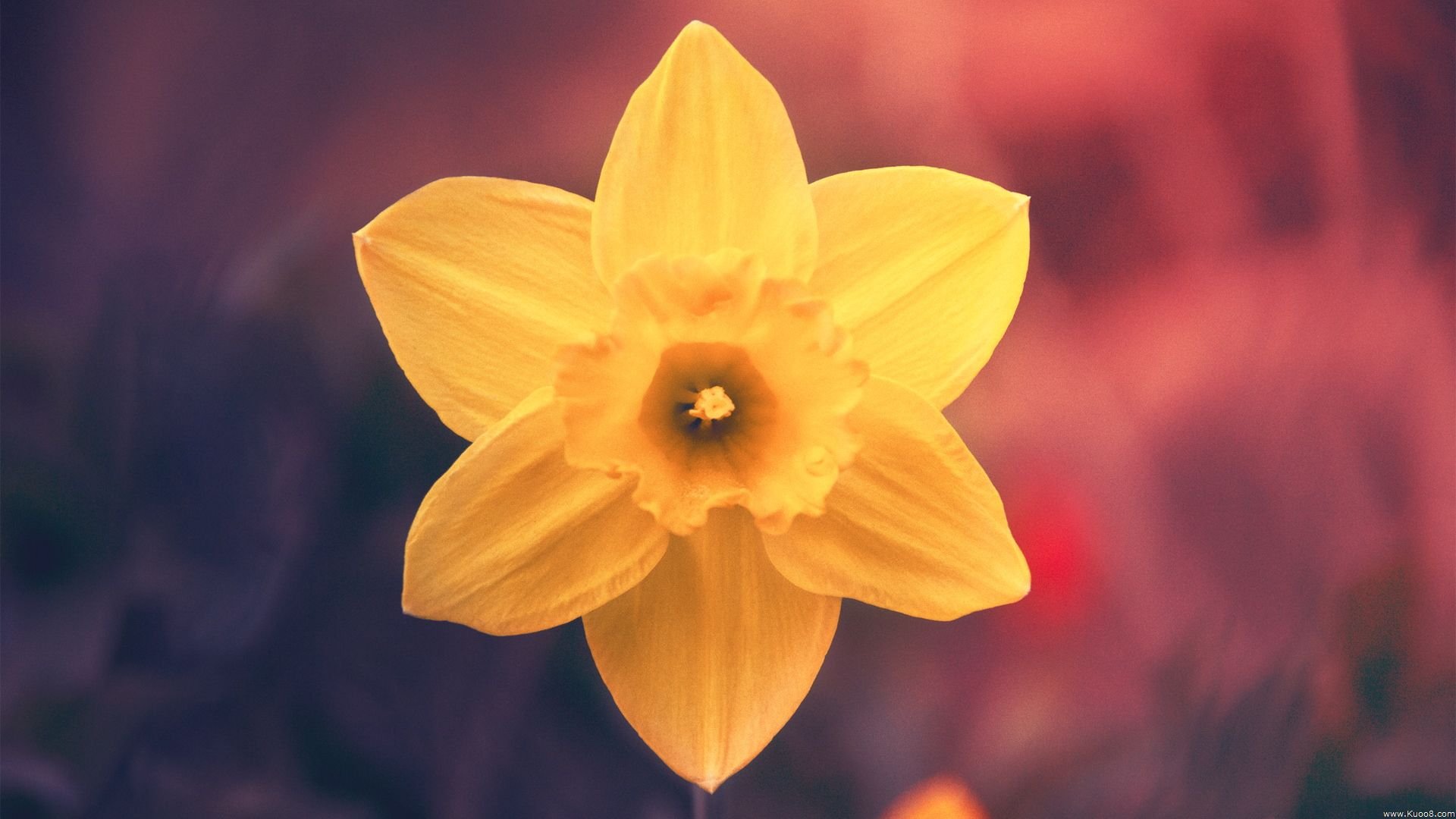 小清新 温暖 干净 安静 唯美 静物 物语 时光 花 清新淡雅 鸟语花香