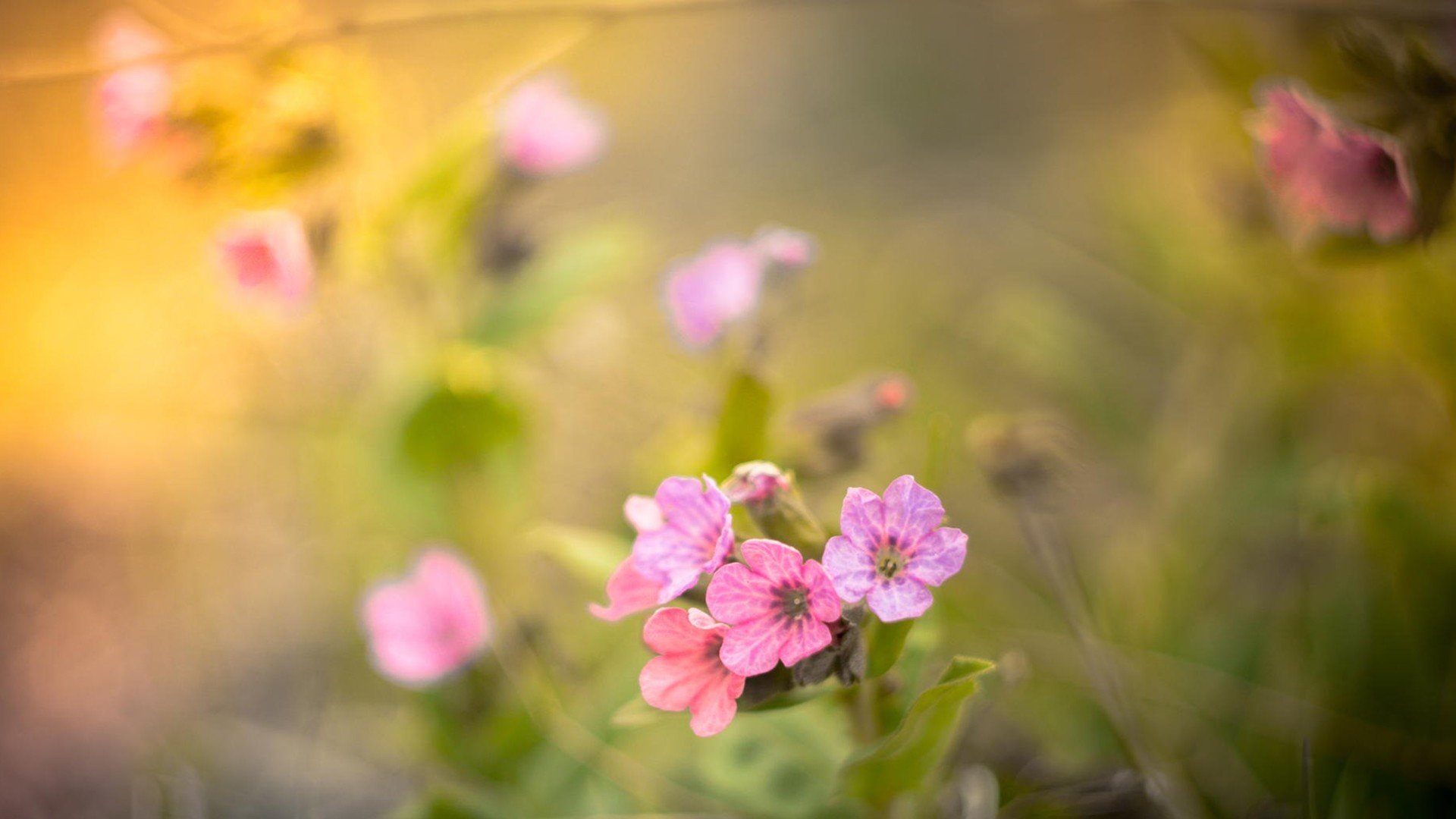 小清新 温暖 干净 安静 唯美 静物 物语 时光 花 清新淡雅 鸟语花香