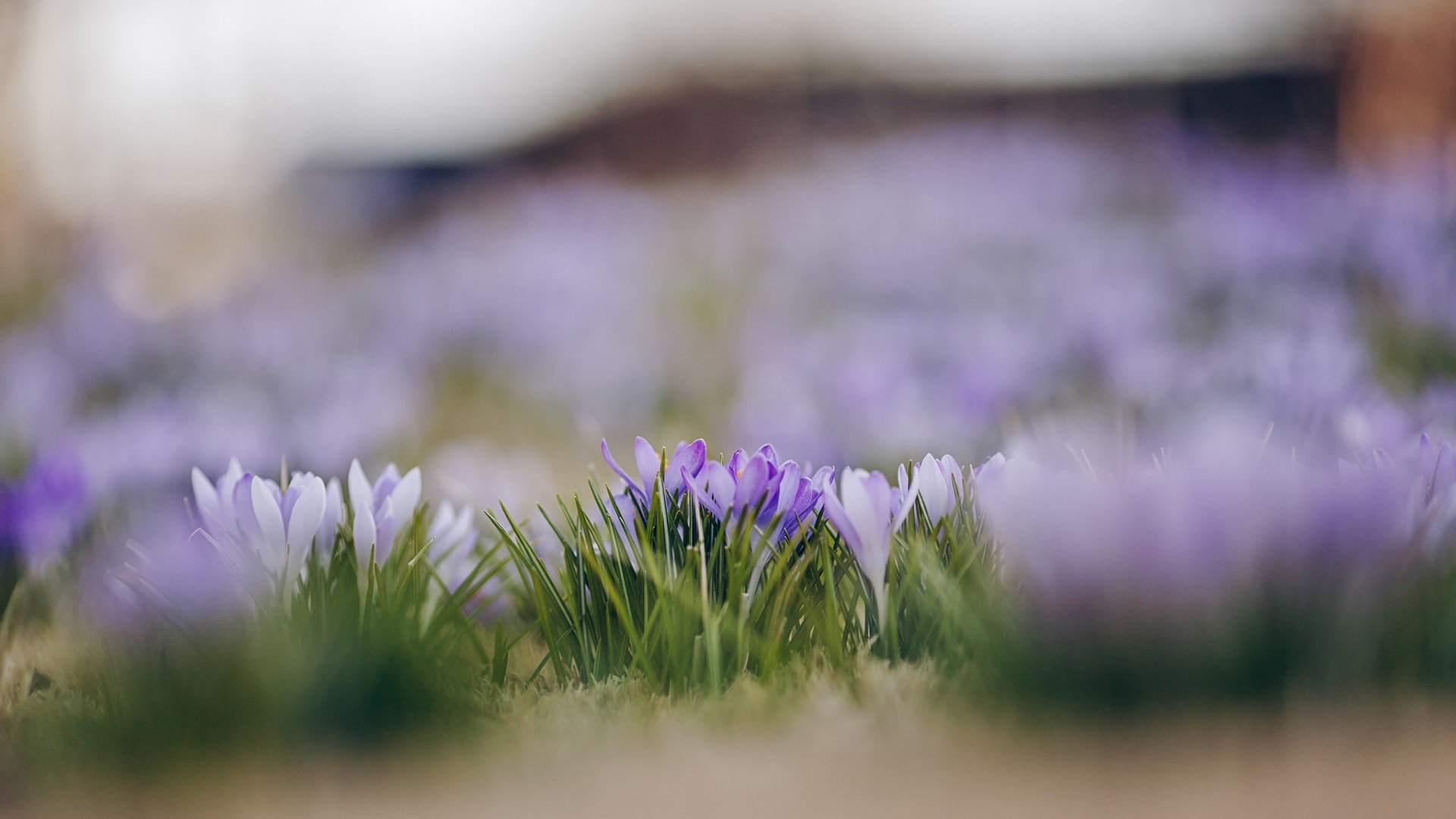 小清新 温暖 干净 安静 唯美 静物 物语 时光 花 清新淡雅 鸟语花香