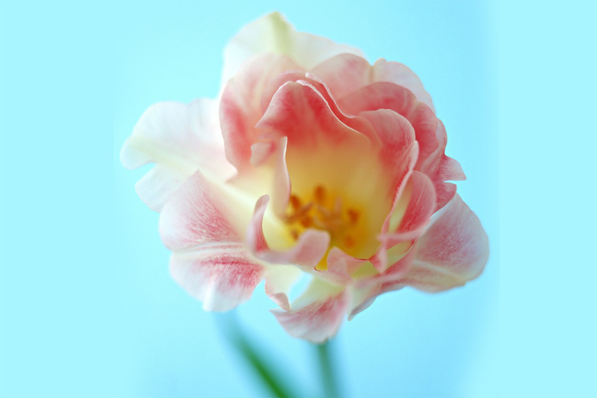 小清新 温暖 干净 安静 唯美 静物 物语 时光 花 清新淡雅 鸟语花香