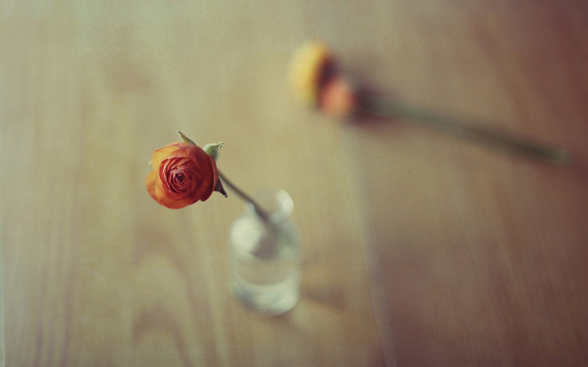 小清新 温暖 干净 安静 唯美 静物 物语 时光 清新淡雅 花朵