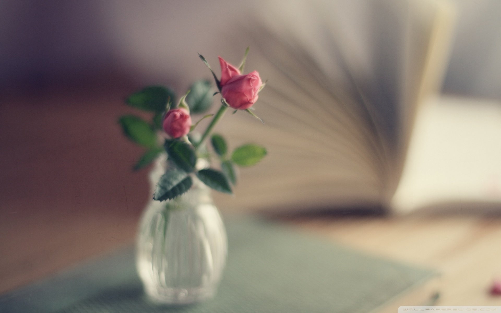 小清新 温暖 干净 安静 唯美 静物 物语 时光 清新淡雅 花朵