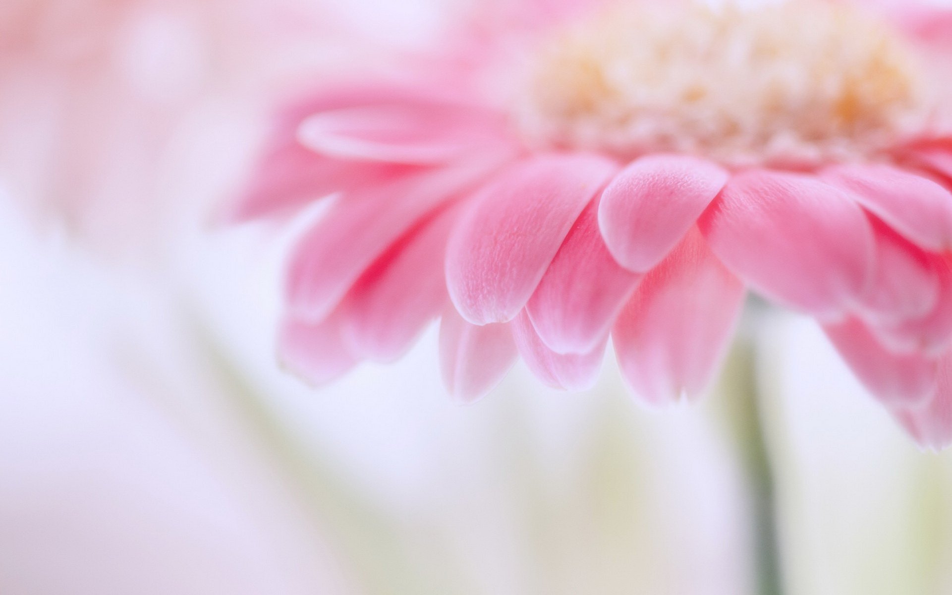 小清新 温暖 干净 安静 唯美 静物 物语 时光 花 娇艳欲滴