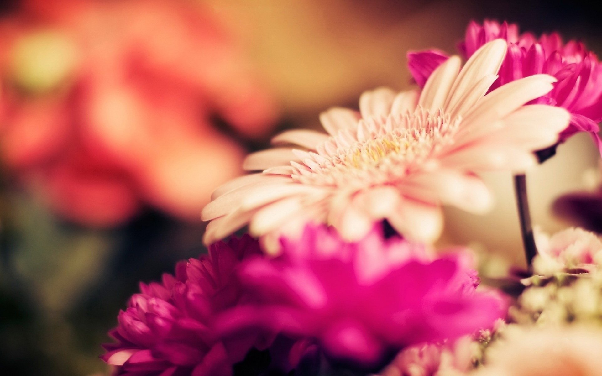 小清新 温暖 干净 安静 唯美 静物 物语 时光 花 娇艳欲滴