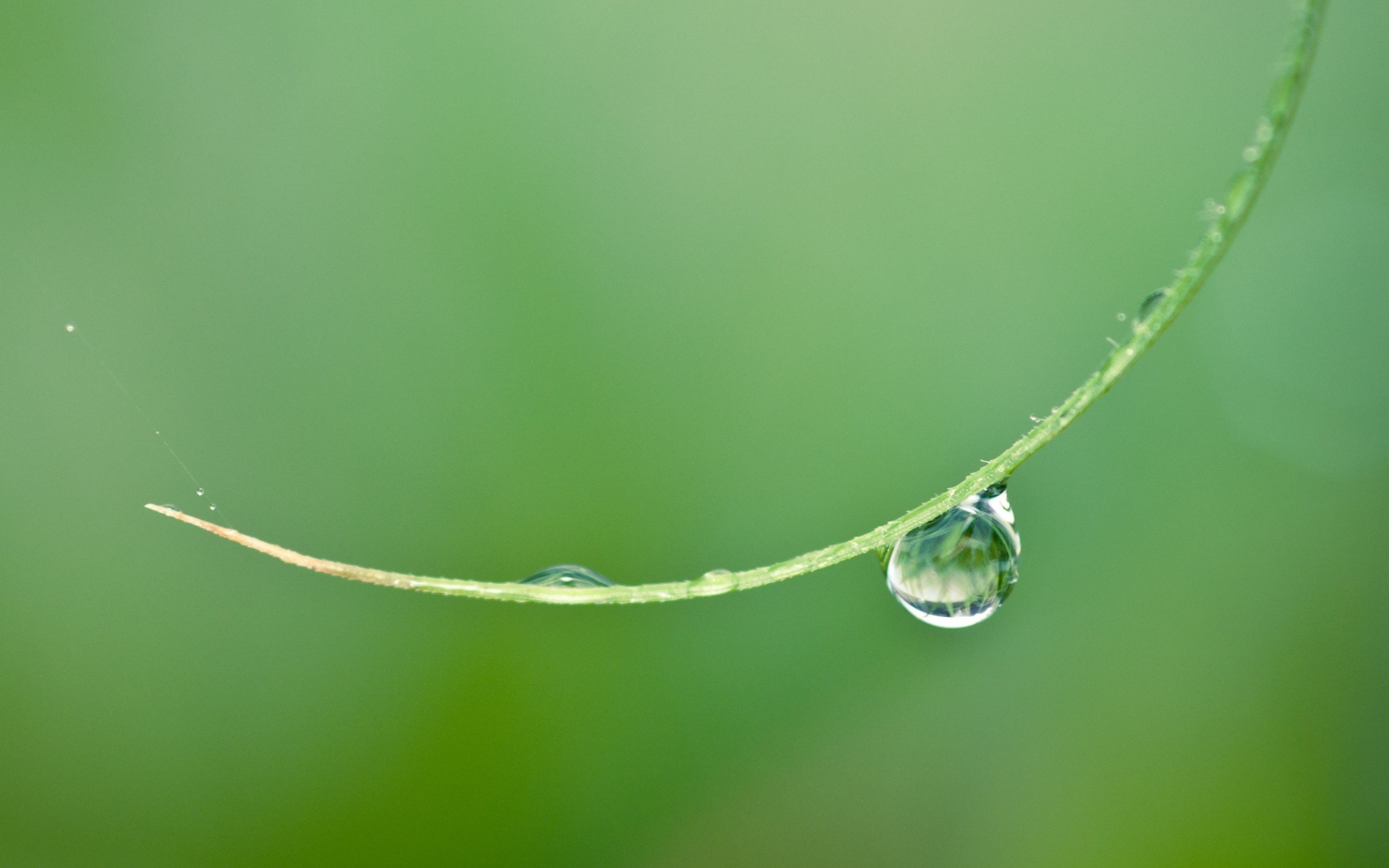 小清新 清新淡雅 露珠