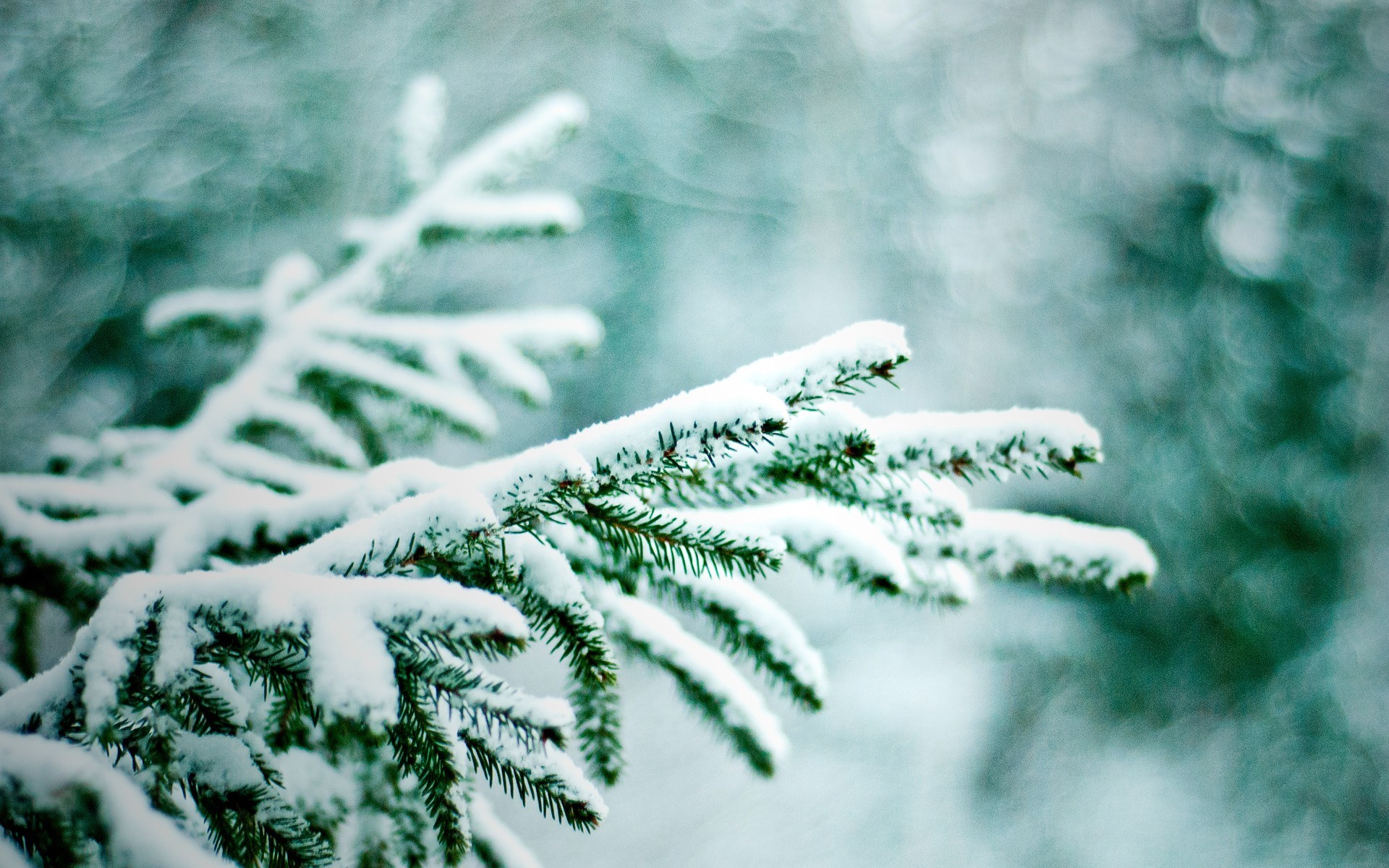 冰天雪地 植物