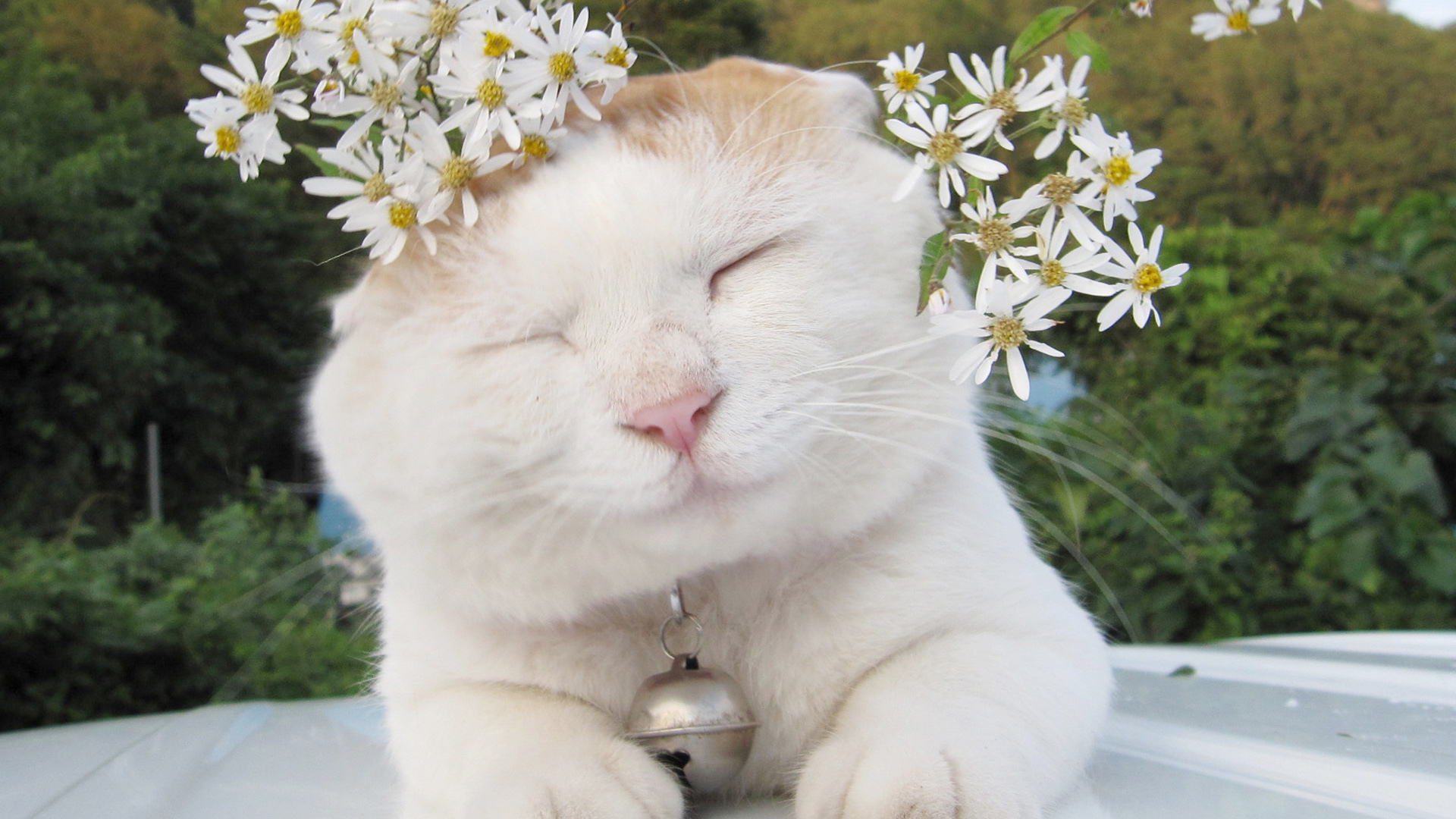 靓靓的小喵 喵星人 舔屏