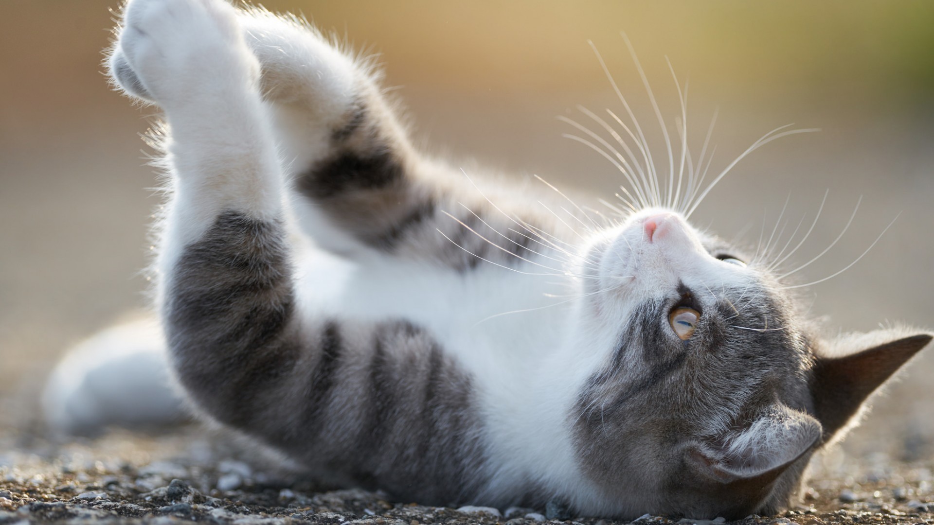 萌宠 喵星人 猫咪