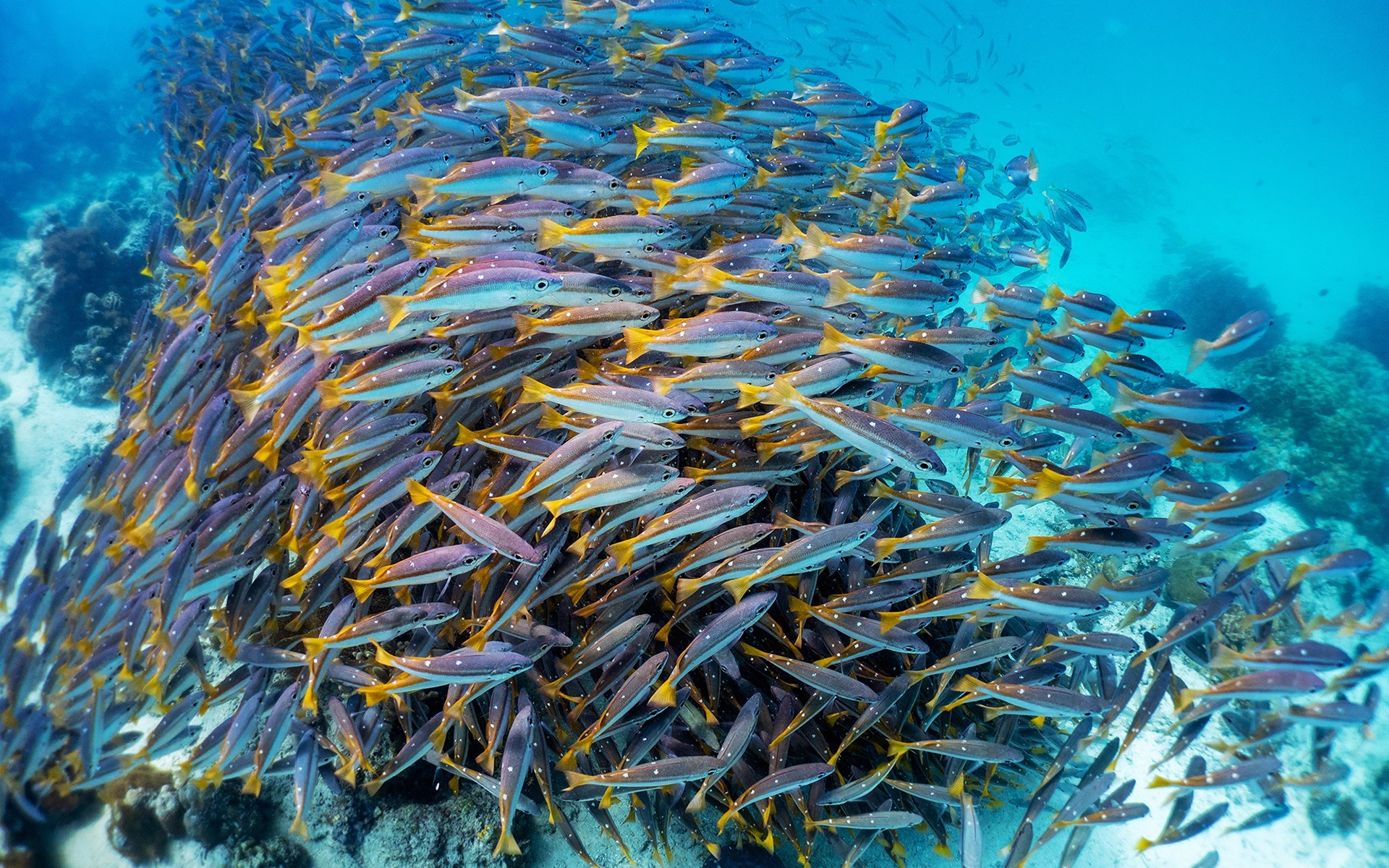 动物 海底世界 鱼群