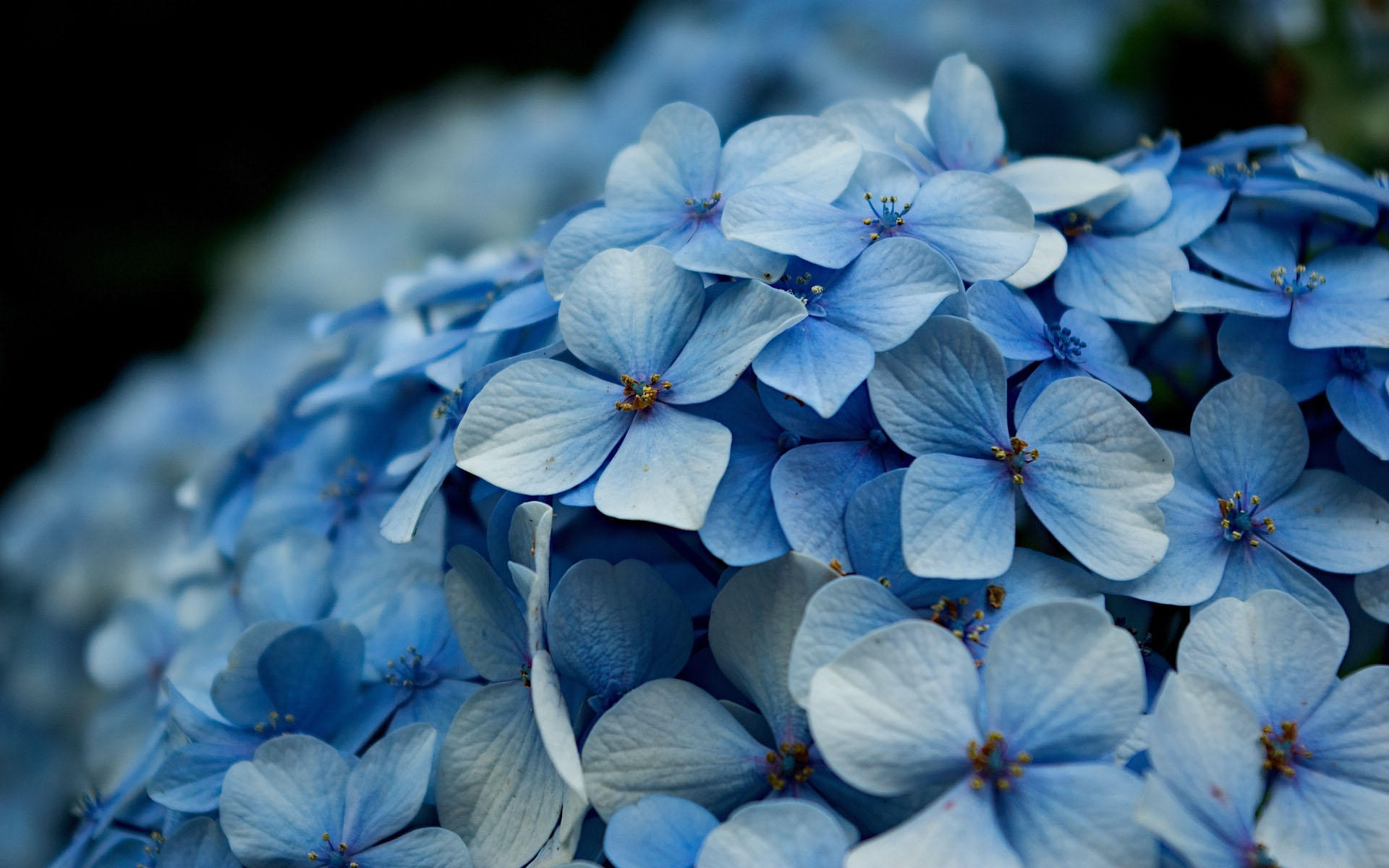 小清新 清新淡雅 花朵 花丛