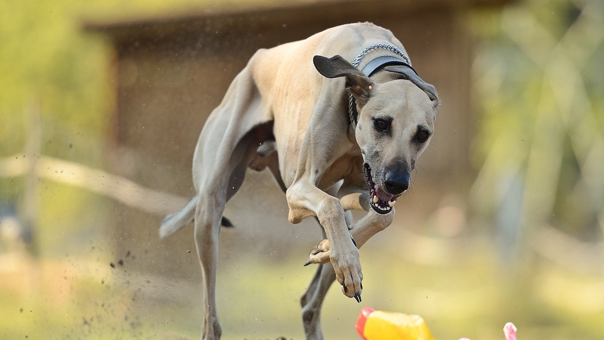 汪星人   惠比特犬