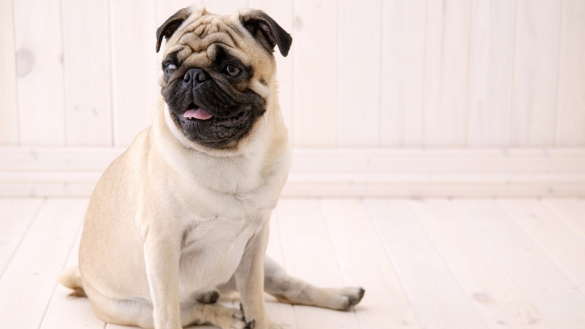 汪星人  斗牛犬  沙皮犬