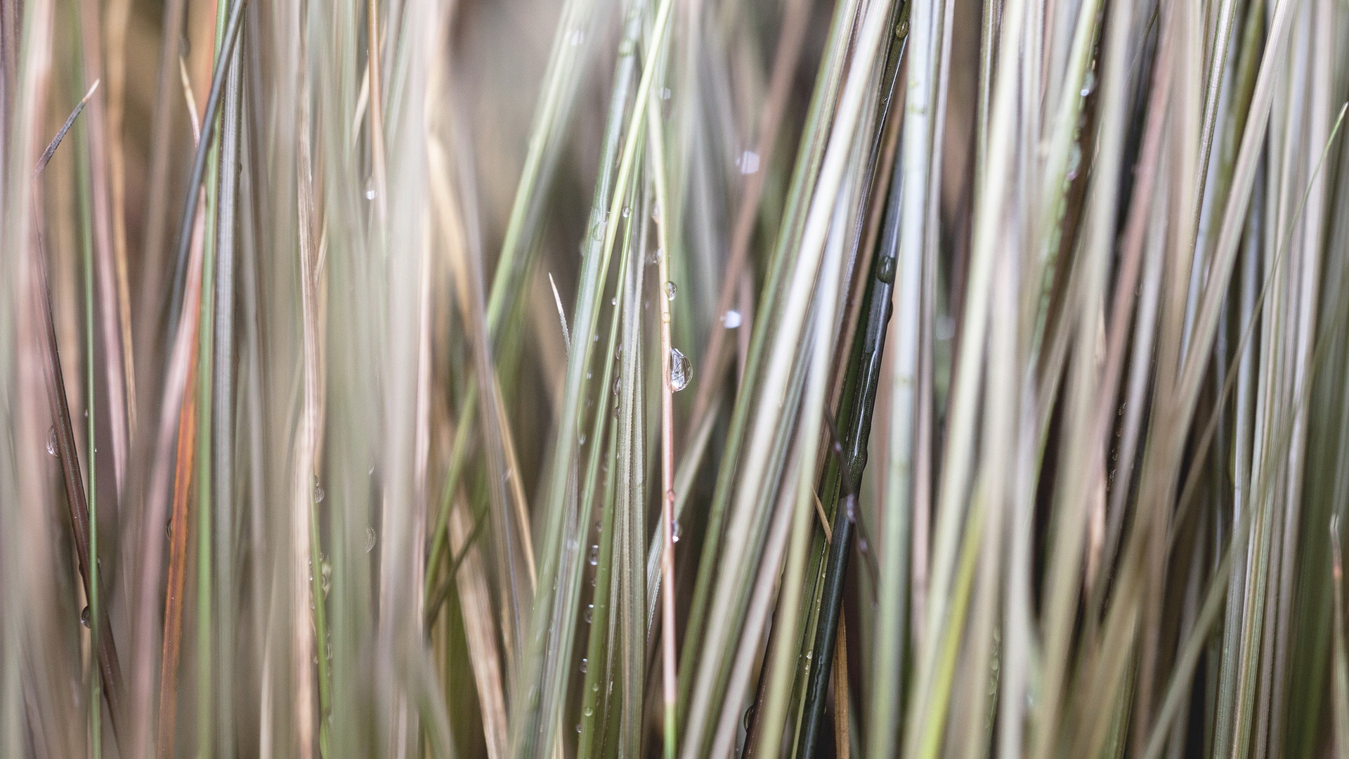 小清新 清新淡雅 植物 草 露珠