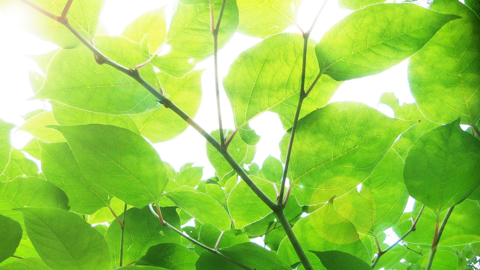 小清新 清新 护眼 绿色