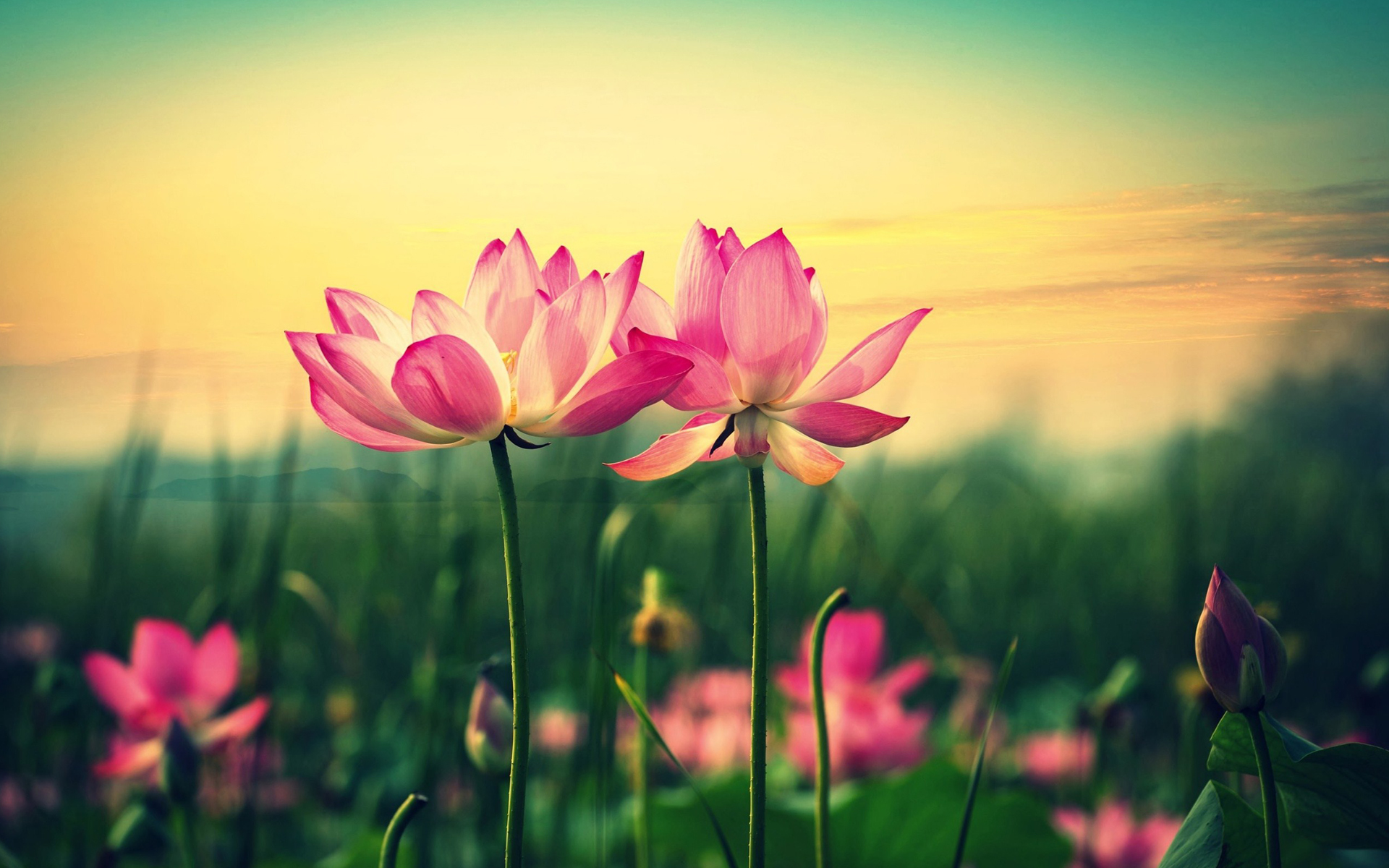 小清新 荷花 莲花 高洁 宽屏