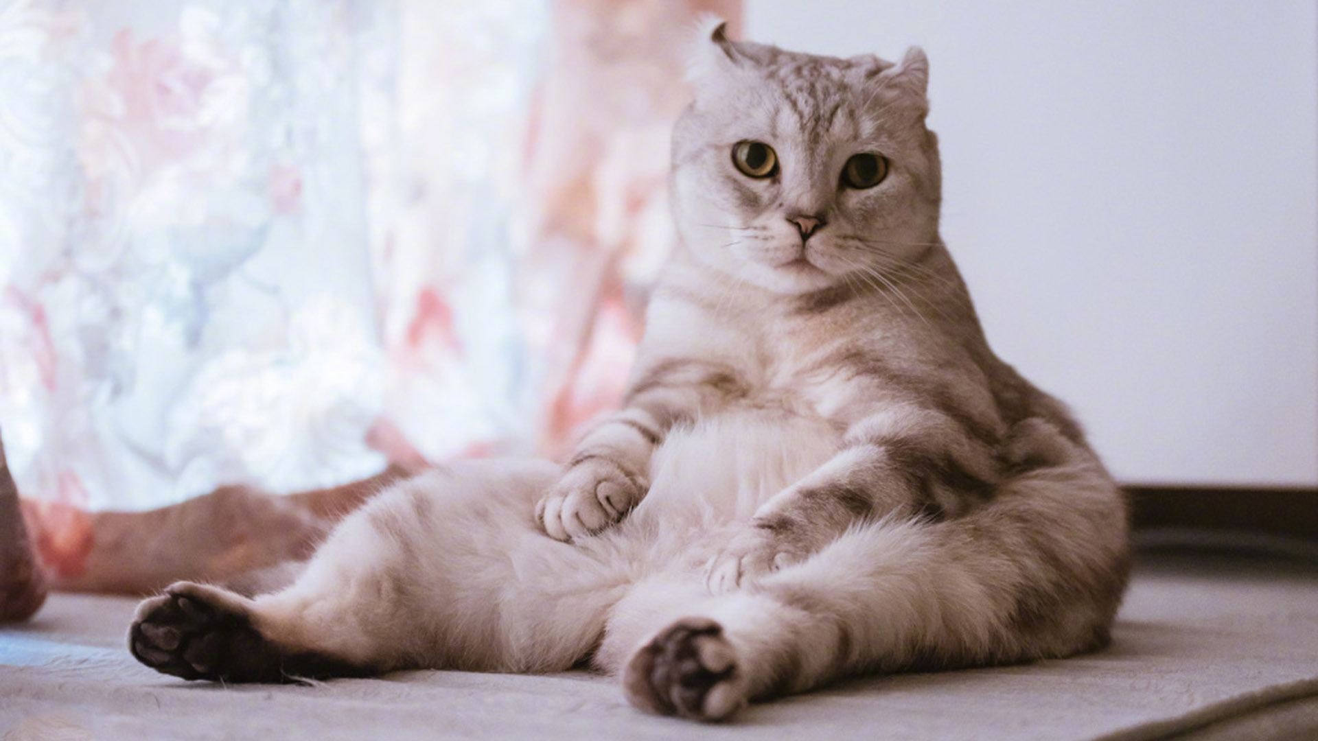 喵星人  可爱白色小奶猫