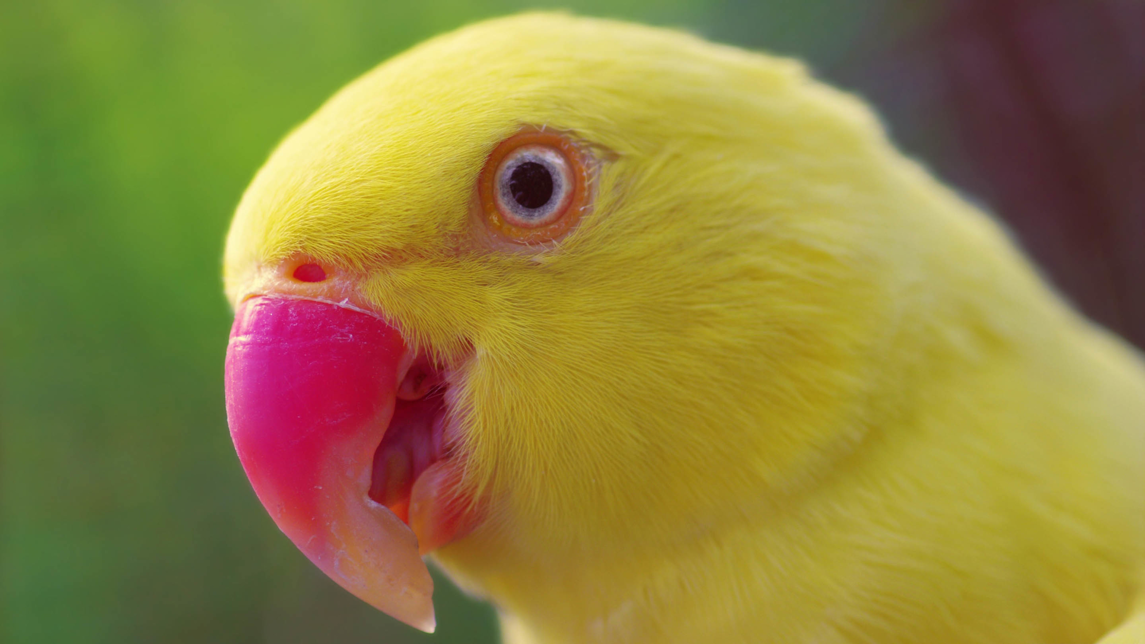 卖萌图 黄色的鹦鹉