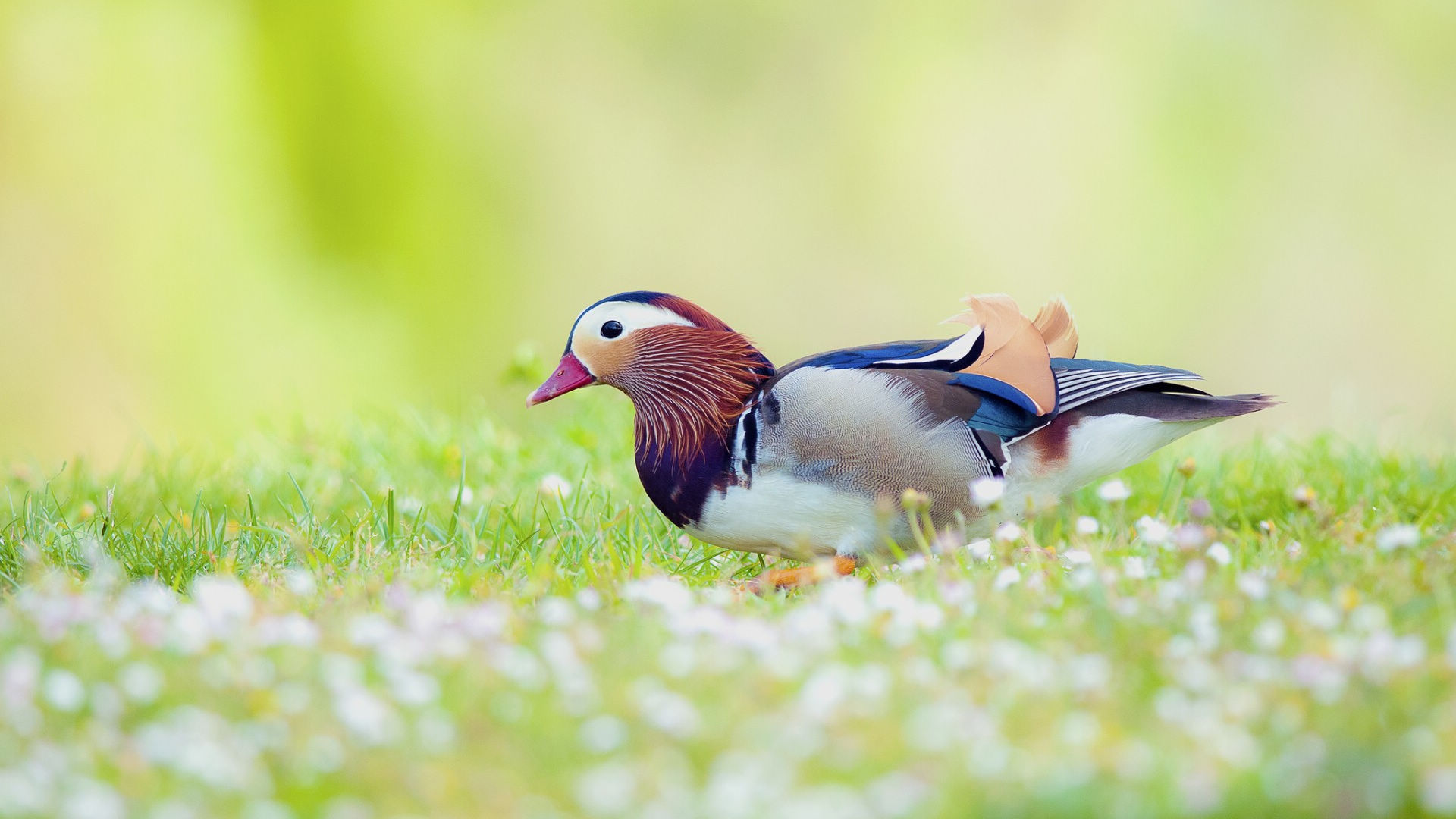 萌宠动物 古灵精怪 小鸟