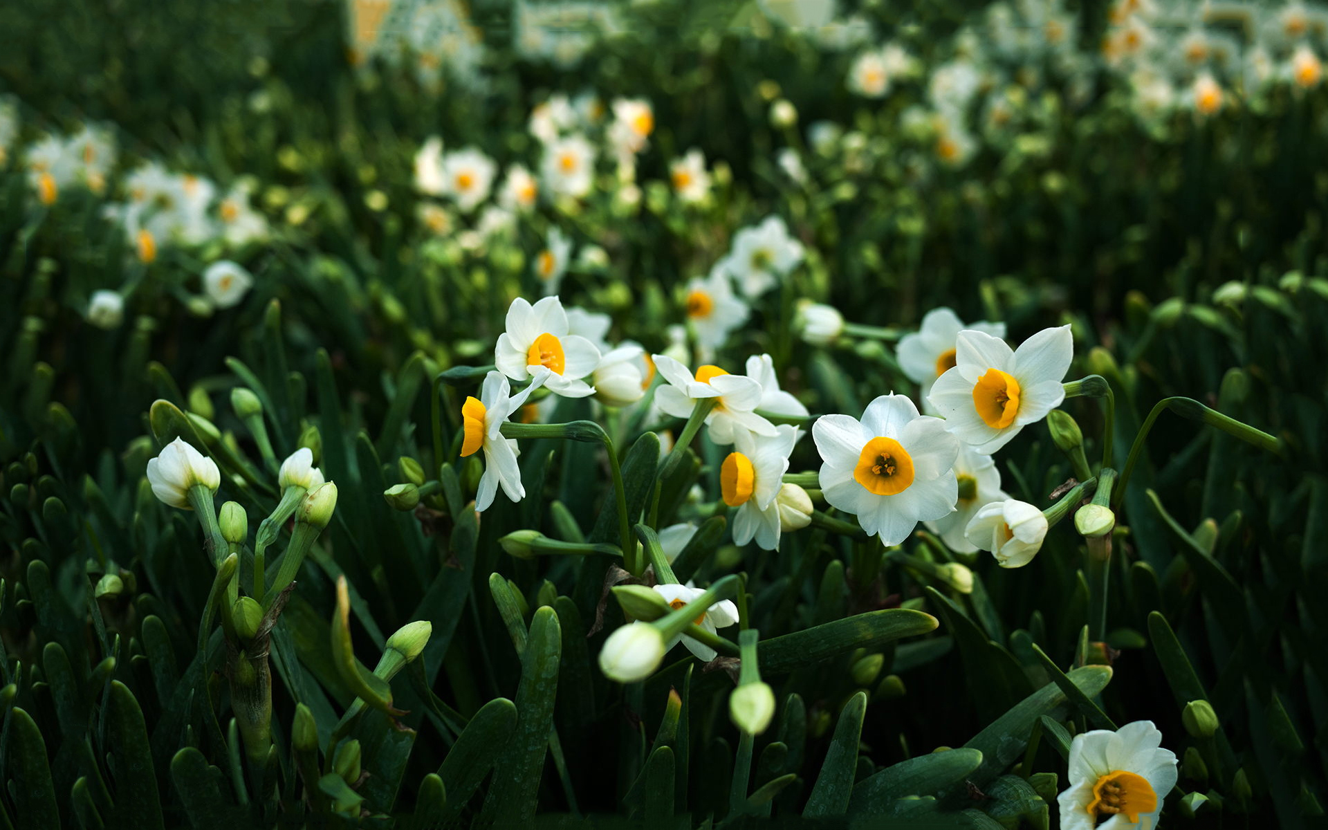 清新淡雅 水仙花 绿色 护眼