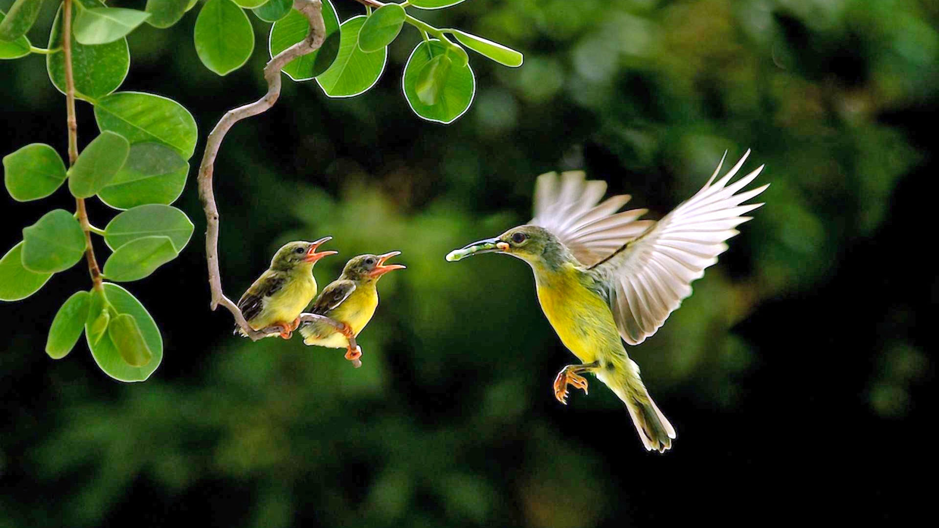 萌宠 小鸟 哺食 可爱 友爱