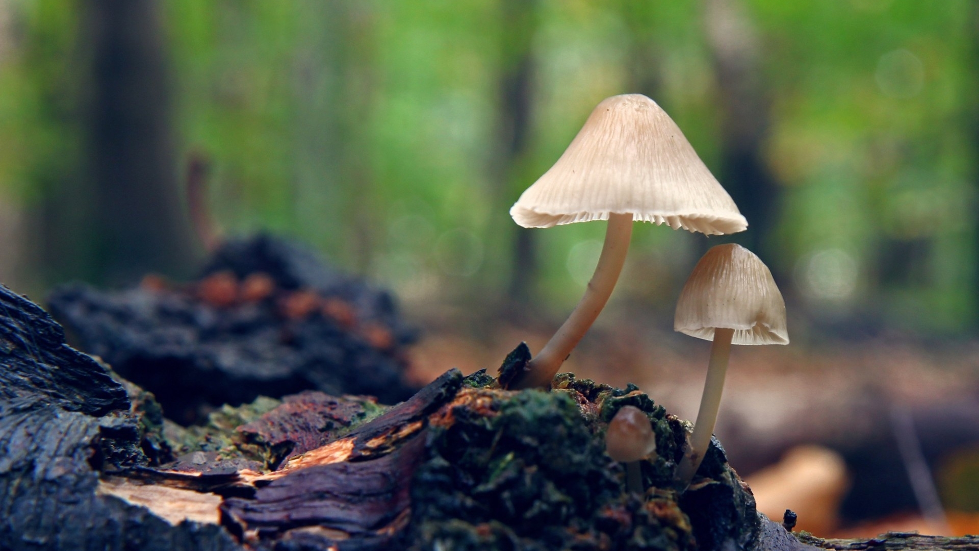 小清新 小蘑菇 简单 可爱 宽屏