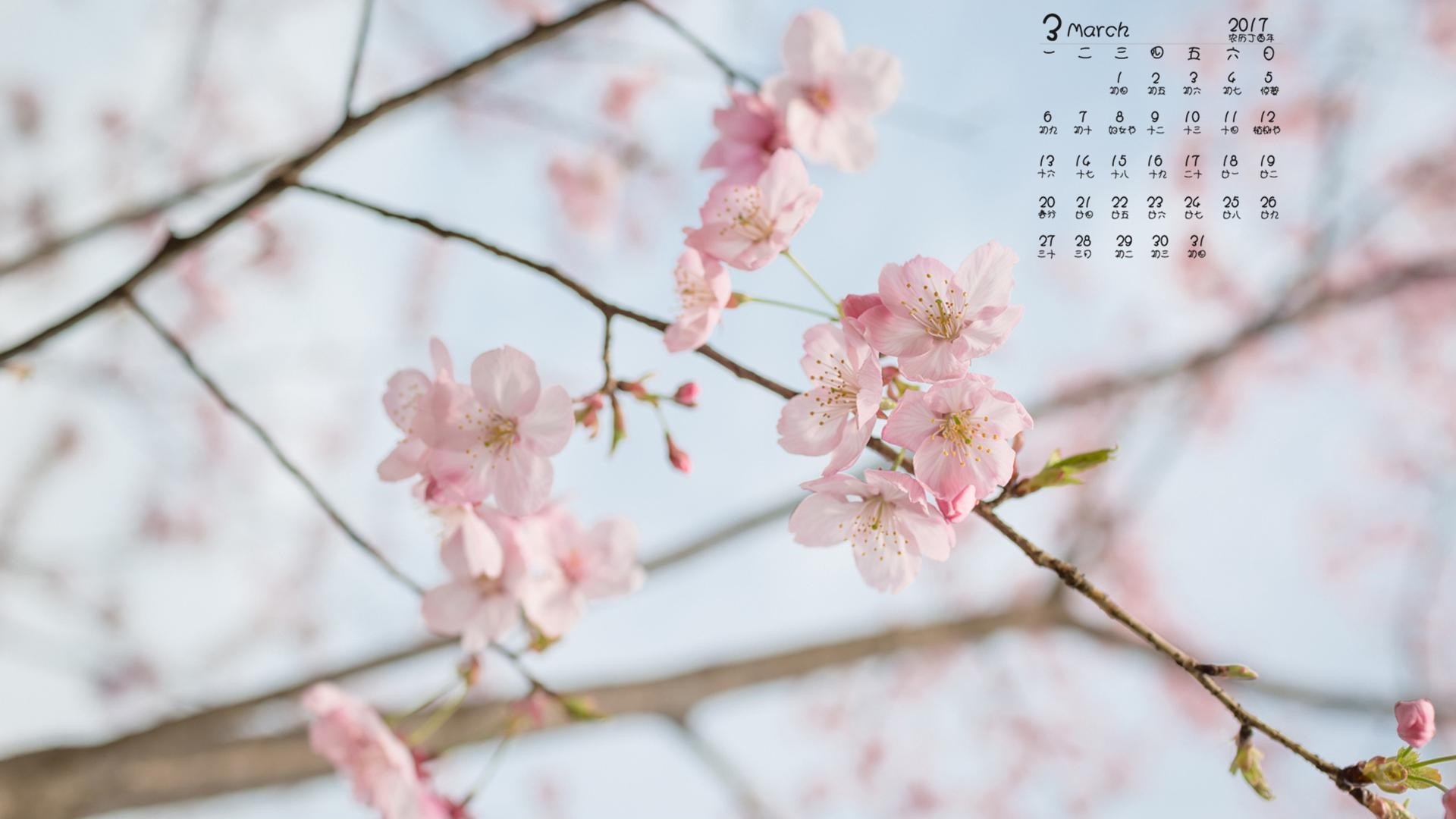 2017年3月 桃花 小清新