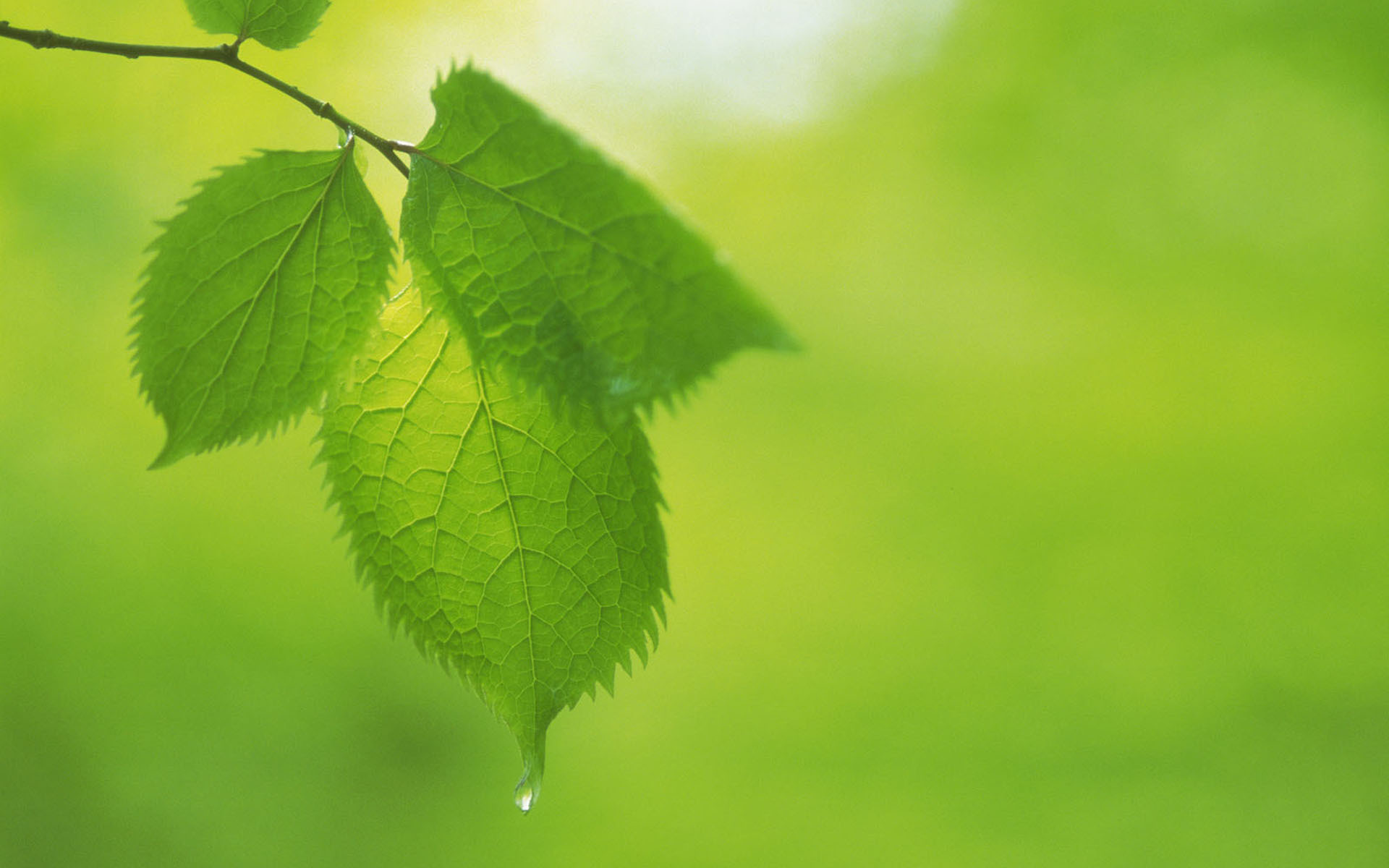 小清新 清新 护眼 绿色