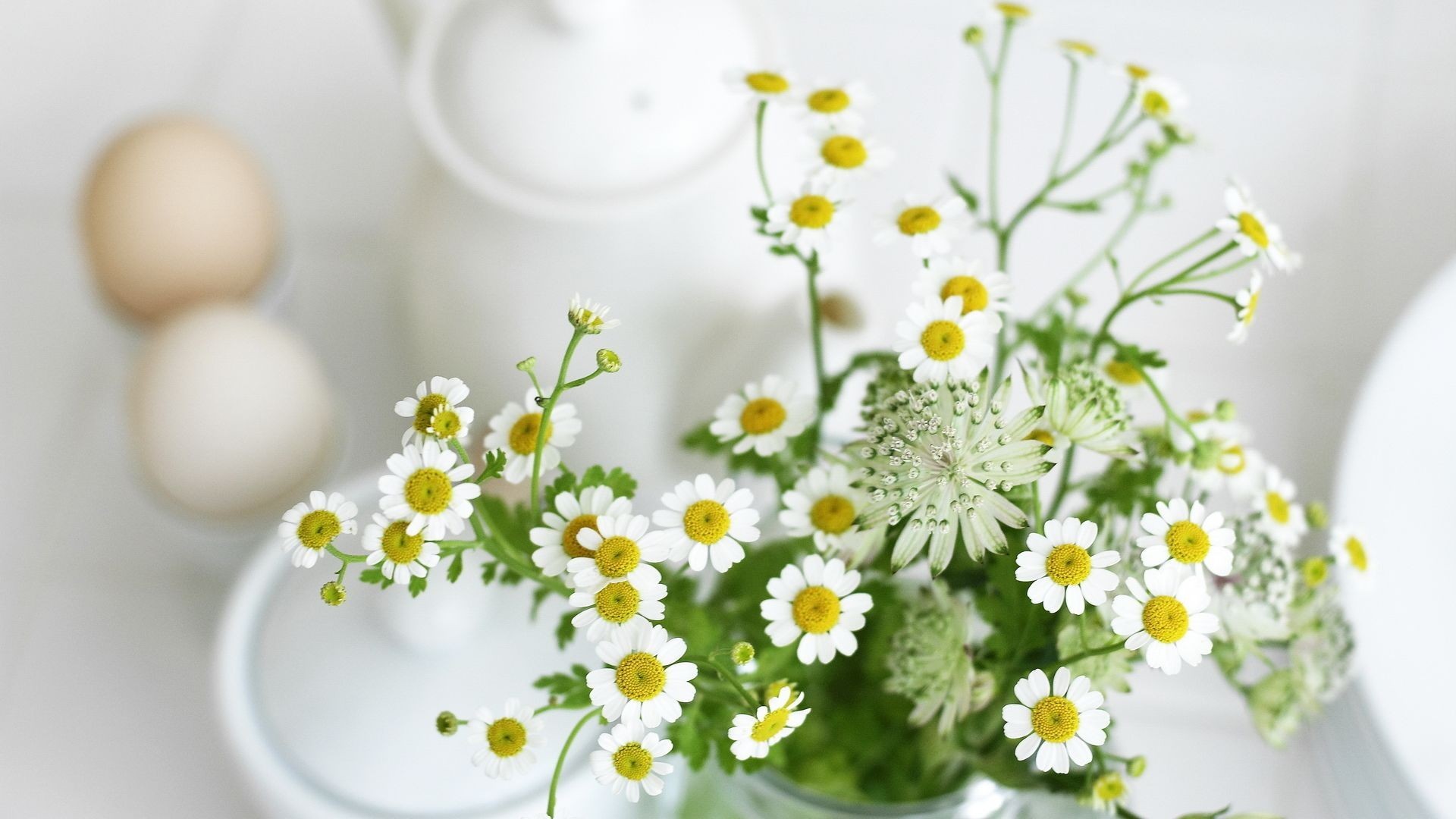 小清新 静物写真 雏菊