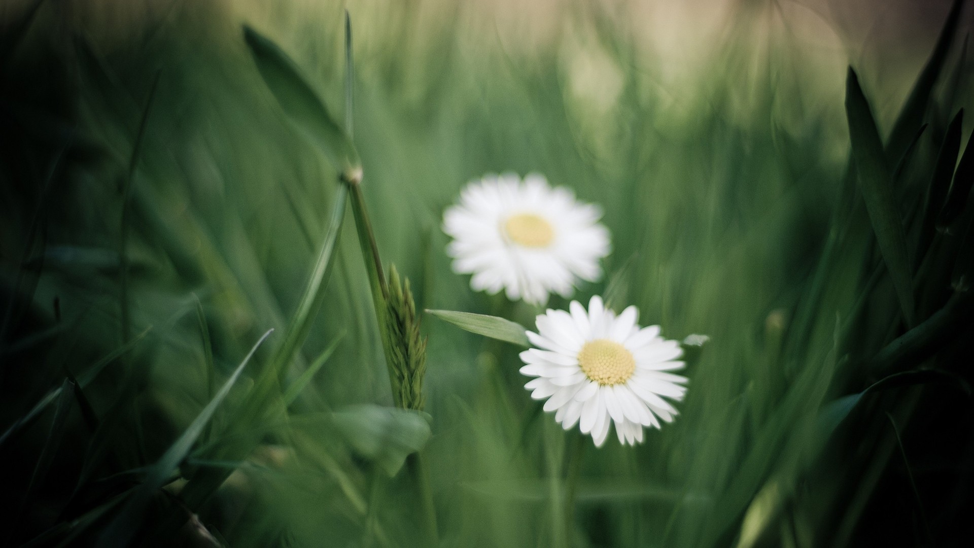小清新 植物 花卉 菊花 雏菊