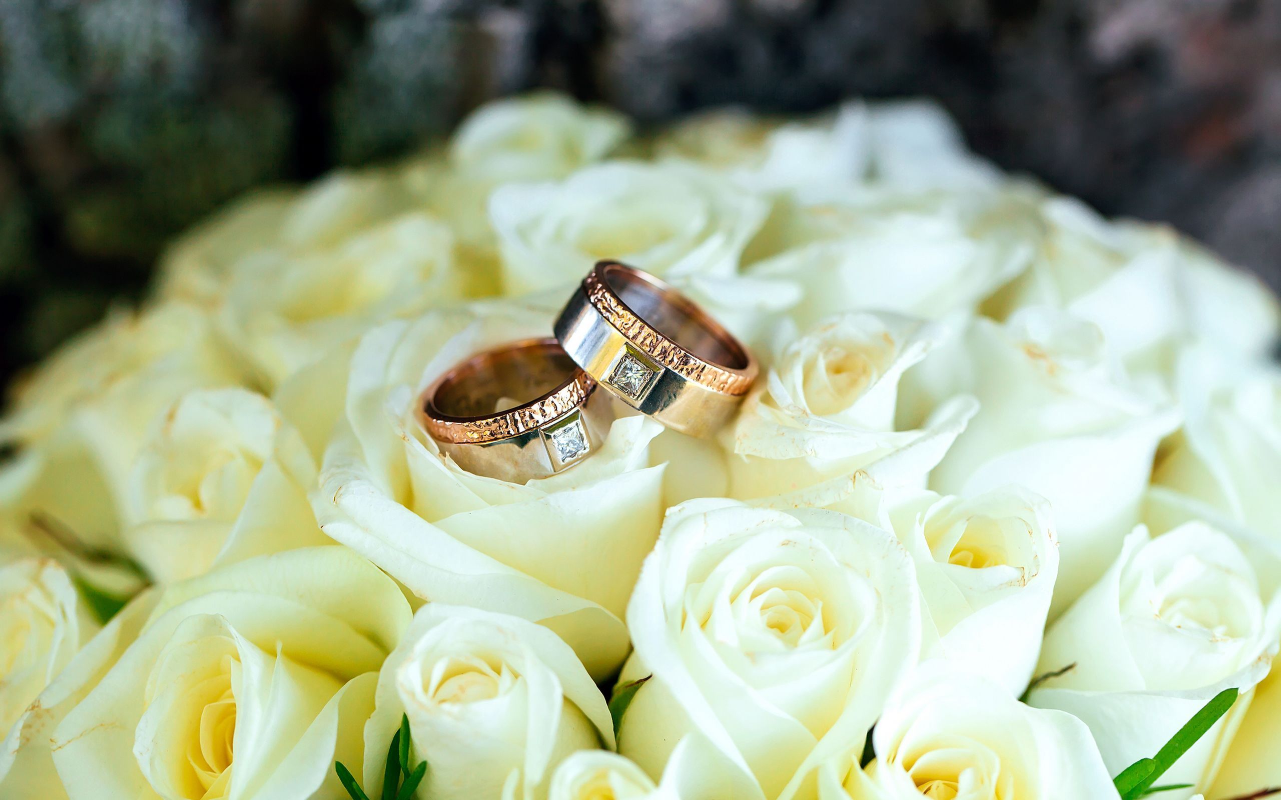 唯美温馨 戒指 白玫瑰花