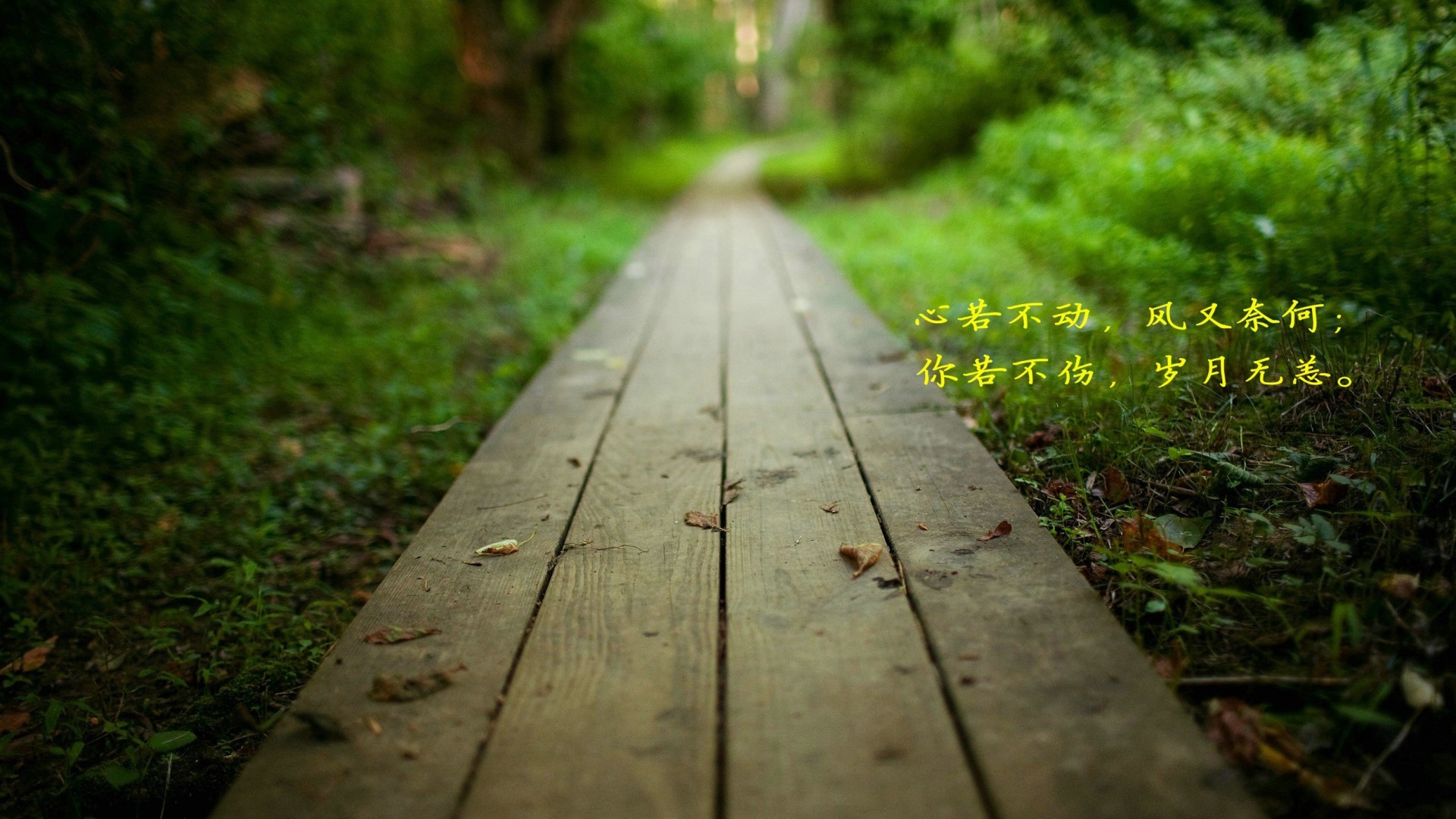文字 花园 植物 岁月
