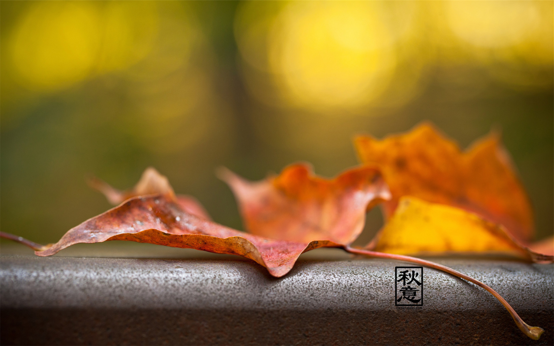 小清新 落叶 黄叶 安静 美好 宽屏